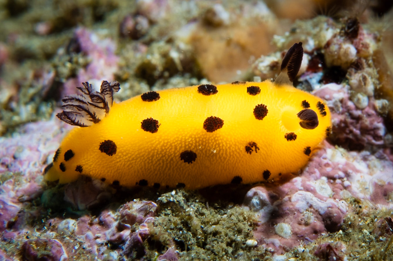 Leopard Nudibranch (Jorunna sp. 3)Sydney, Australia¹⁄₁₂₅ sec at ƒ / 9.0, ISO-200Depth -11.0 mTemp 15deg