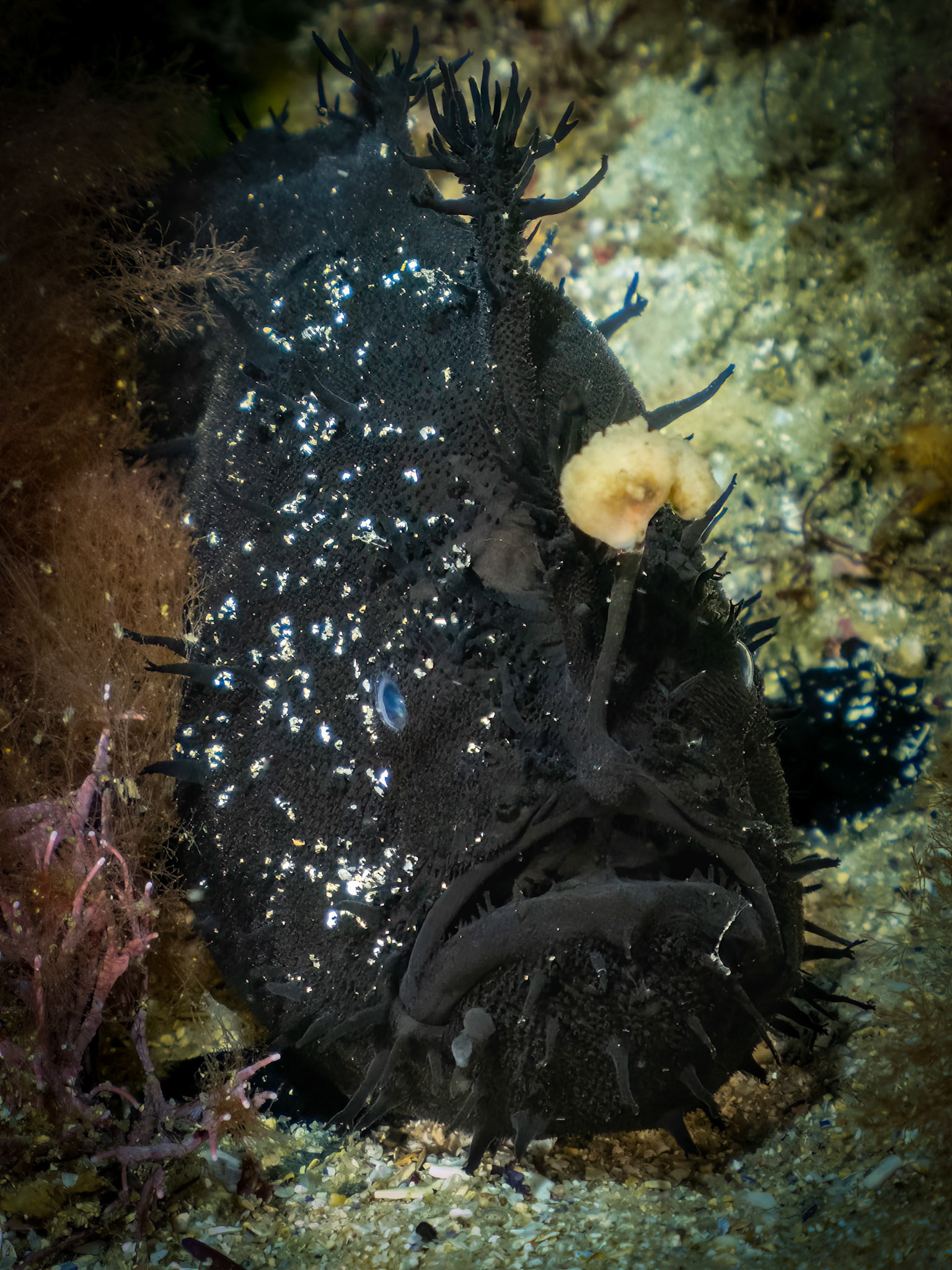 Striate Anglerfish (Antennarius striatus) Sydney, Australia ¹⁄₈₀ sec at ƒ / 6.3, ISO-1250 Depth -18.0 m Temp 17deg