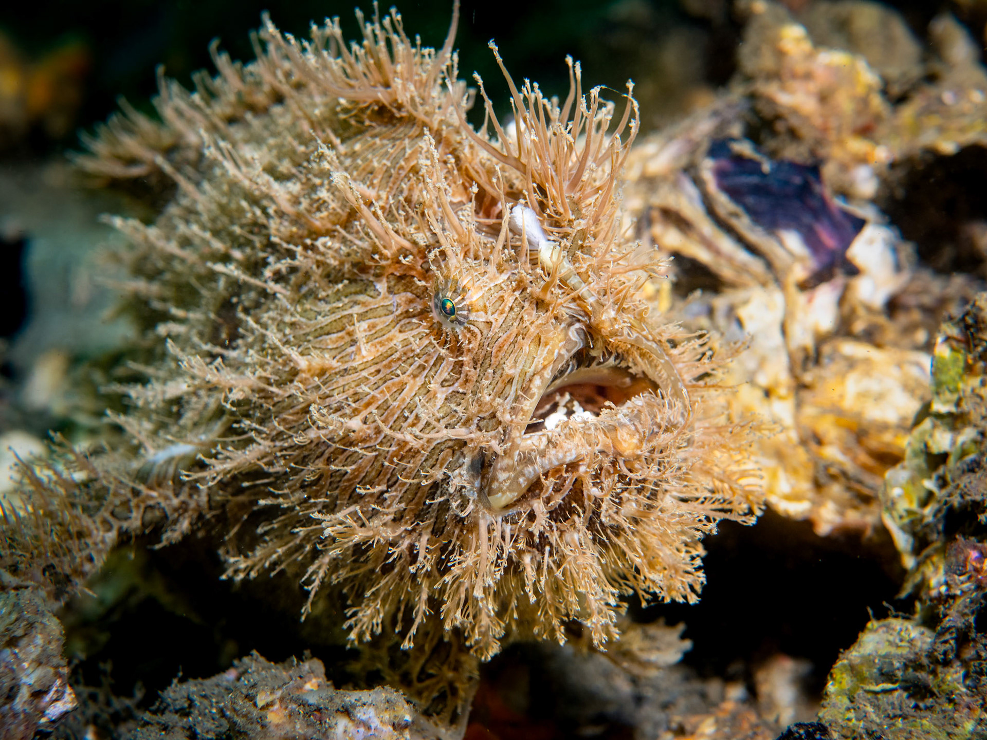 Striate Anglerfish (Antennarius striatus) Sydney, Australia ¹⁄₁₀₀ sec at ƒ / 5.6, ISO-200 Depth -7.0 m Temp 23deg