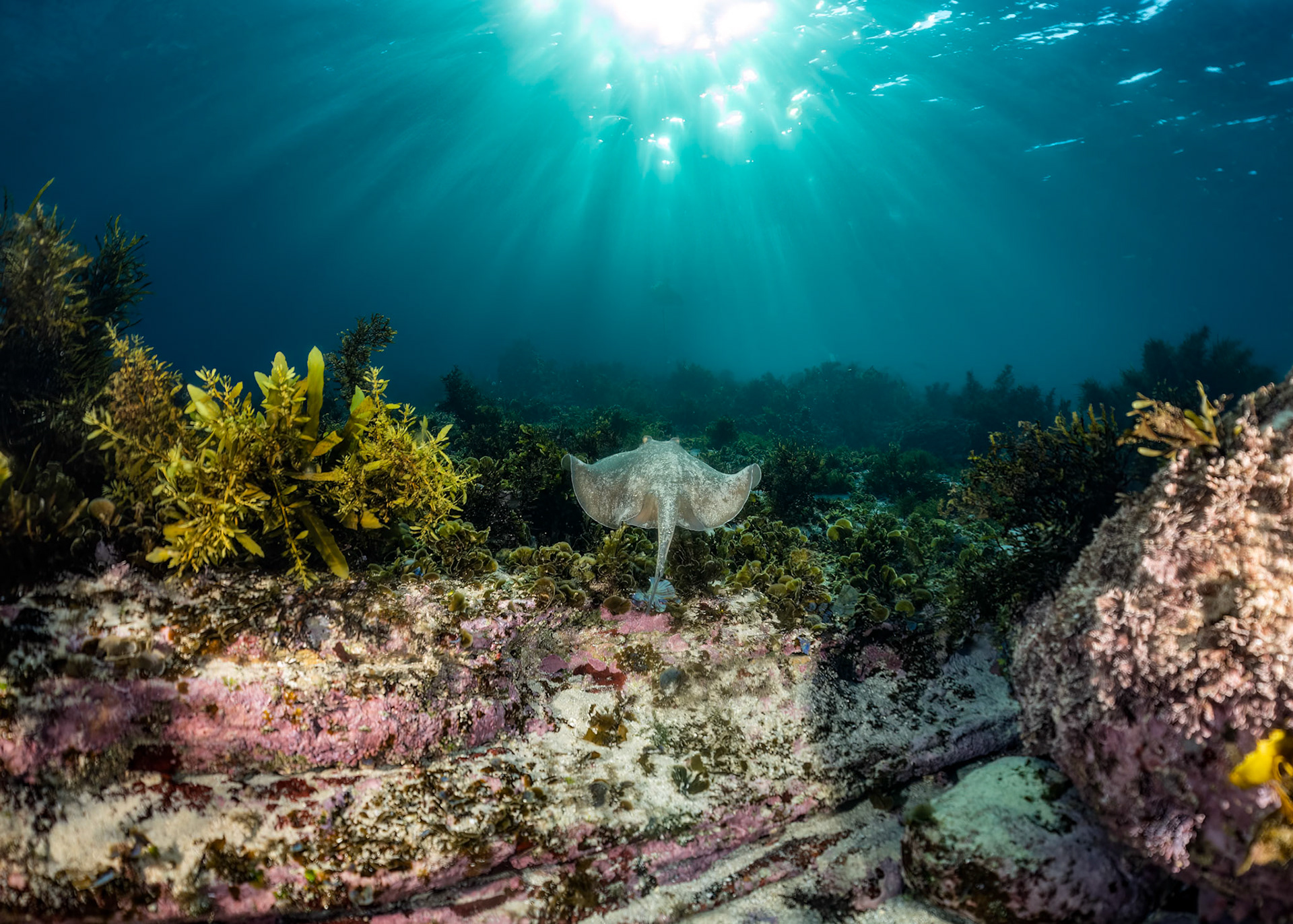 Common Stingaree (Trygonoptera testacea) Sydney, Australia Depth -4.0 m Temp 17deg1/100 sec f/6.3 ISO 200