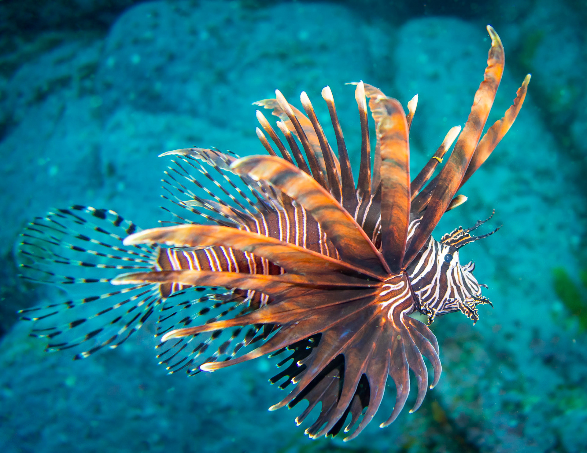 Common Lionfish (Pterois volitans) Sydney, Australia ¹⁄₁₆₀ sec at ƒ / 2.2, ISO-200 Depth -12.0 m Temp 20deg