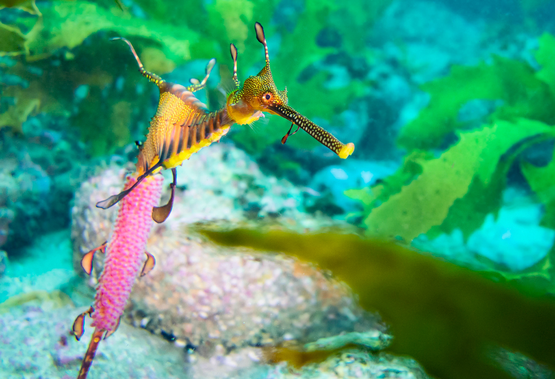 Weedy Sea Dragon (Phyllopteryx taeniolatus) Sydney, Australia ¹⁄₂₀₀ sec at ƒ / 2.8, ISO-400 Depth -22.0 m Temp 18deg