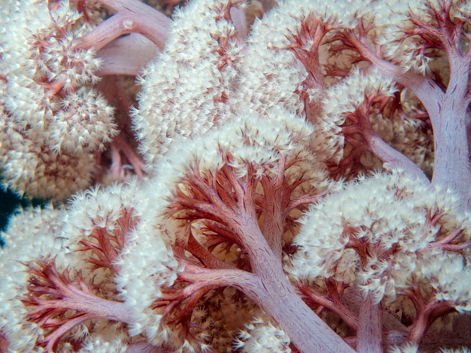 Cauliflower Soft Coral (Dendronephthya australis)Sydney, Australia¹⁄₂₀₀ sec at ƒ / 10, ISO-200Depth -13.0 mTemp 17deg