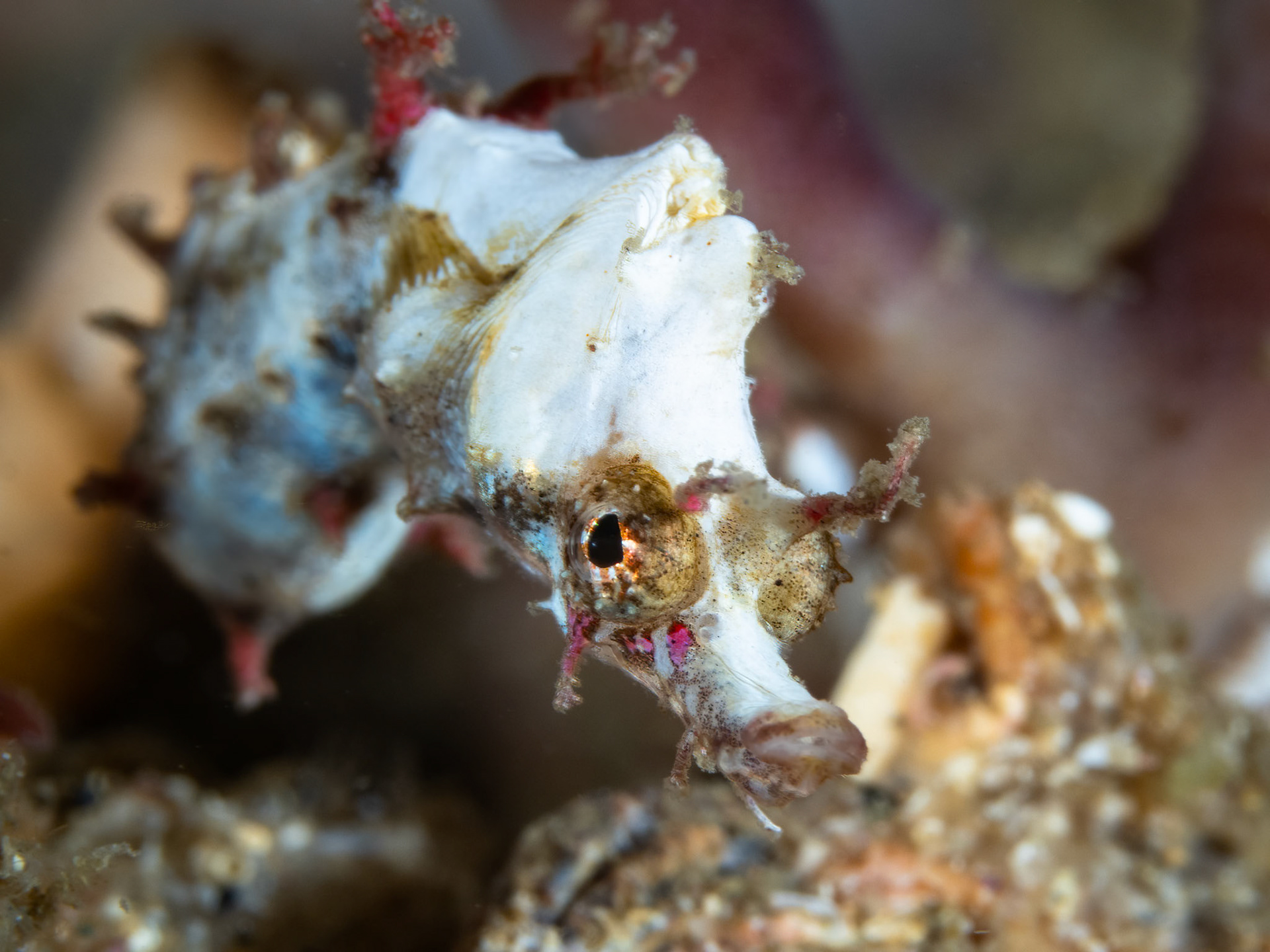 Pygmy Pipehorse (Idiotropiscis lumnitzeri) Sydney, Australia Depth -12.0 m Temp 15deg1/125 sec f/13 ISO 200