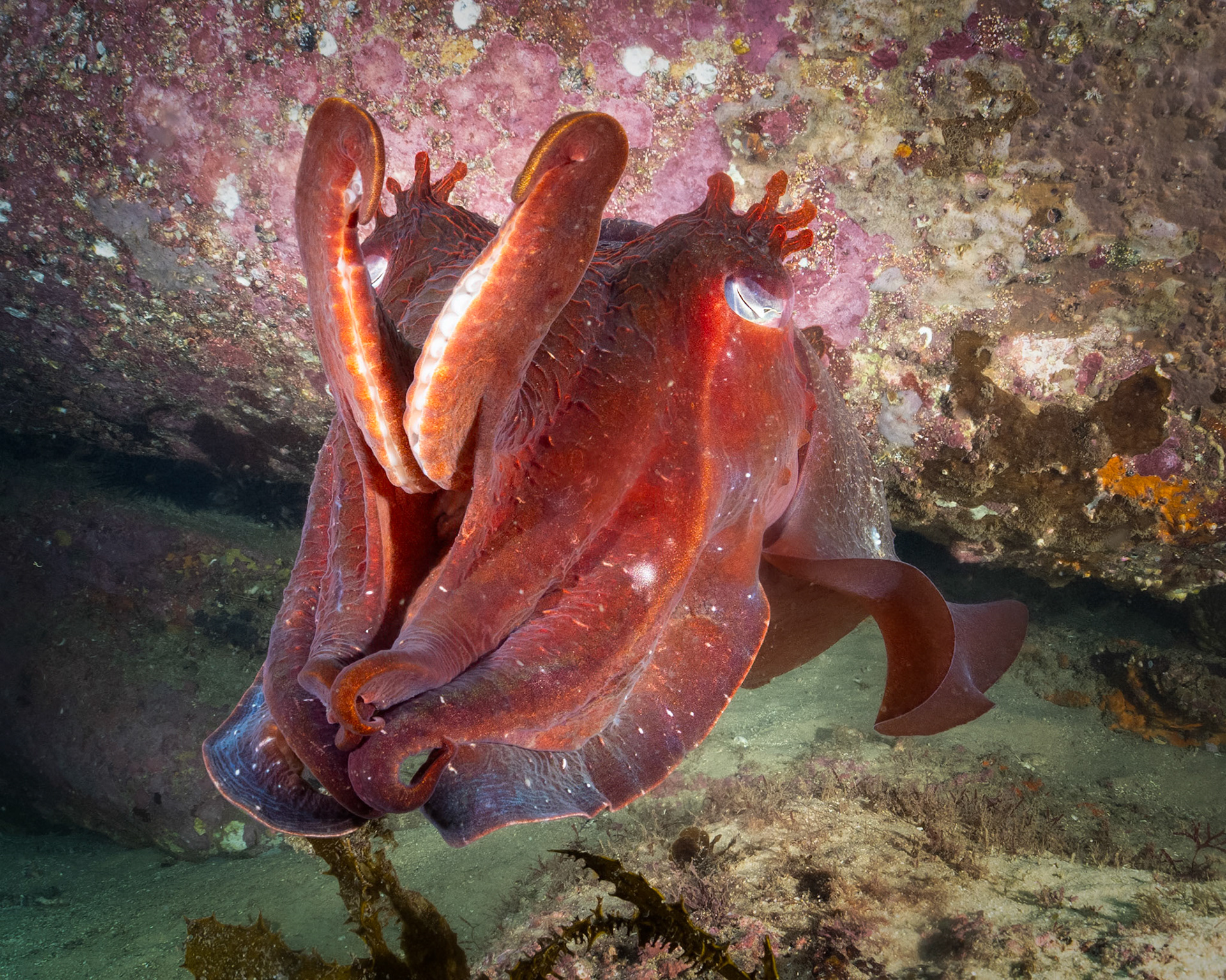 Giant Cuttlefish (Ascarosepion apama) Sydney, Australia Depth -9.0 m Temp 24deg1/160 sec f/8 ISO 200