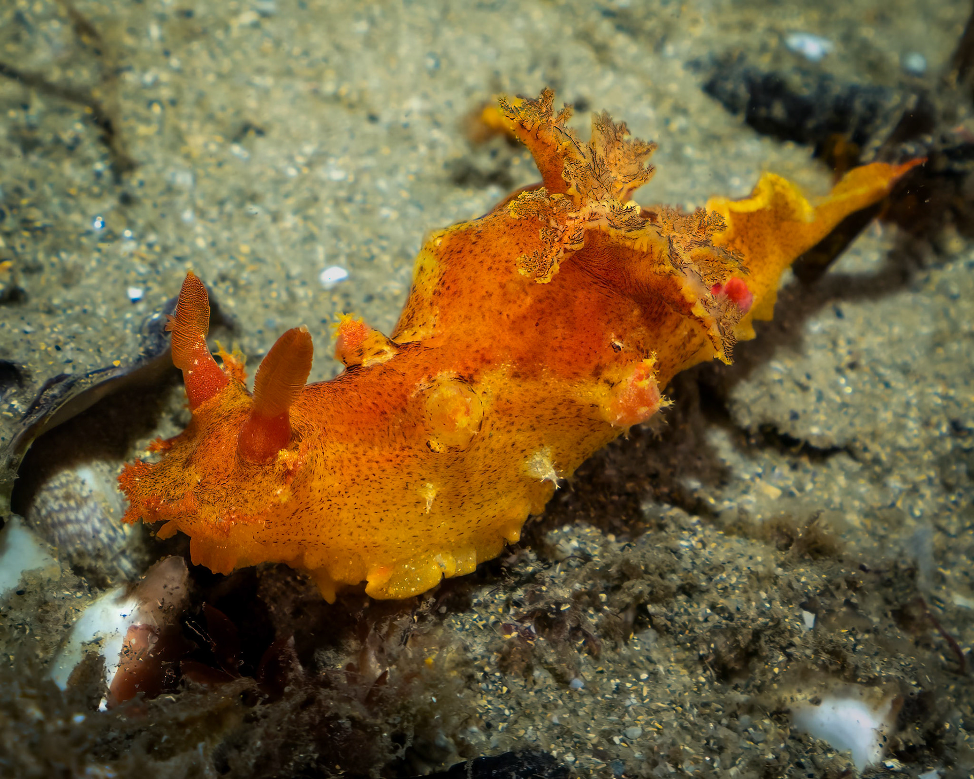 Imperial Nudibranch (Plocamopherus imperialis) Sydney, Australia ¹⁄₅₀ sec at ƒ / 7.1, ISO-200 Depth -4.0 m Temp 18deg