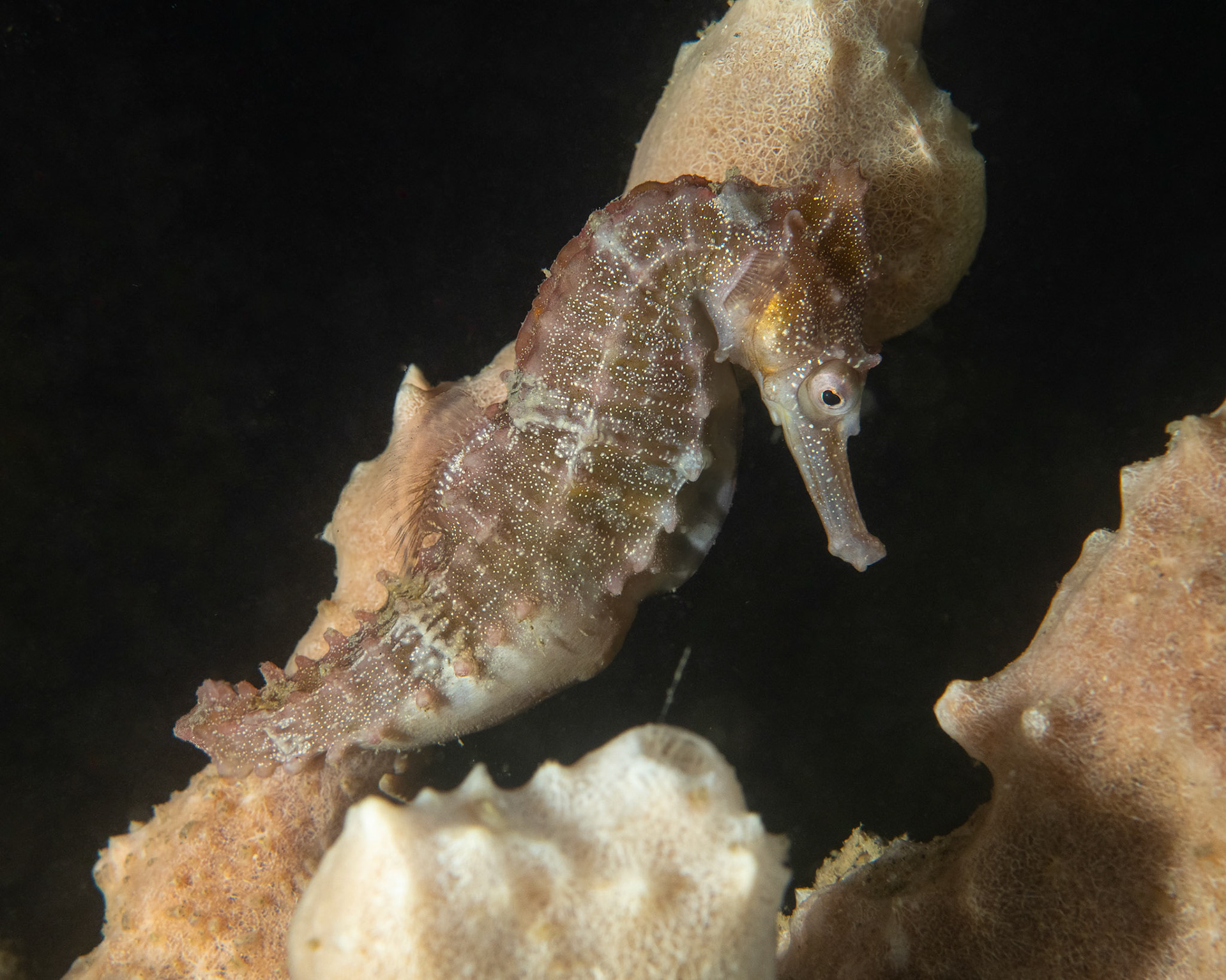 White's Seahorse (Hippocampus whitei) Sydney, Australia Depth -7.0 m Temp 19deg1/125 sec f/8 ISO 200