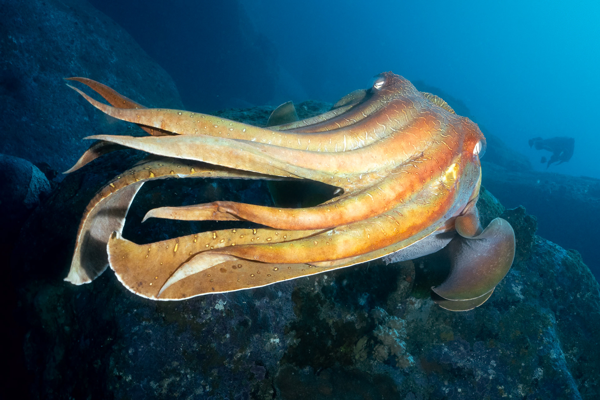 Giant Cuttlefish (Ascarosepion apama) Sydney, Australia Depth -20.0 m Temp 18deg1/125 sec f/7.1 ISO 200