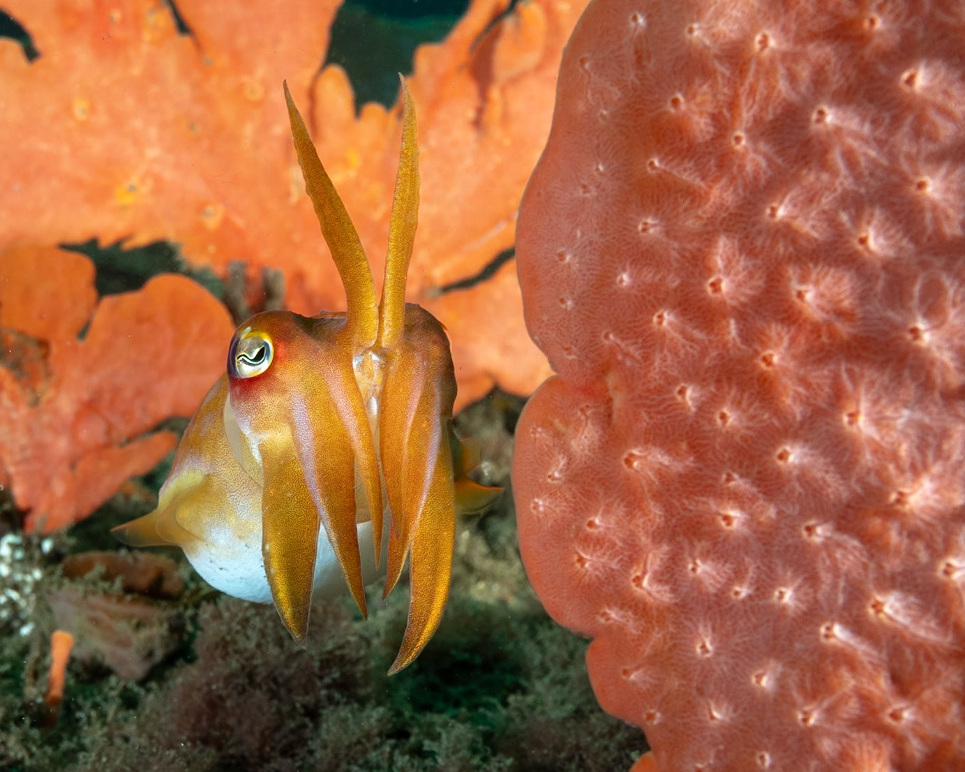 Ken's Cuttlefish (Sepia grahami) Sydney, Australia Depth -20.0 m Temp 18deg1/100 sec f/7.1 ISO 200