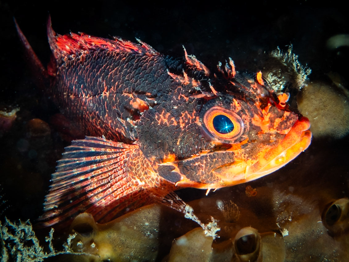 Cheekspot Scorpionfish (Scorpaenodes evides) Sydney, Australia Depth -11.0 m Temp 18deg1/200 sec f/10 ISO 200