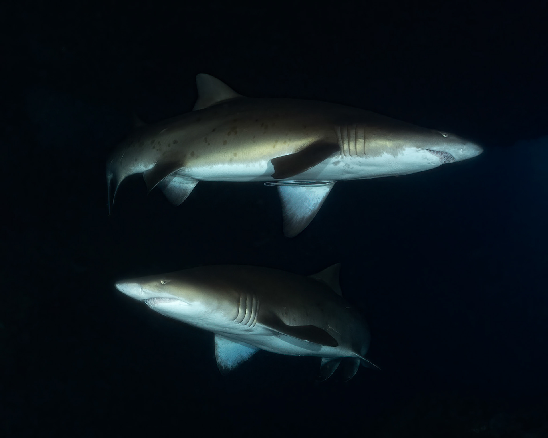 Greynurse Shark (Carcharias taurus Rafinesque) Sydney, Australia Depth -12.0 m Temp 17deg1/100 sec f/6.3 ISO 200