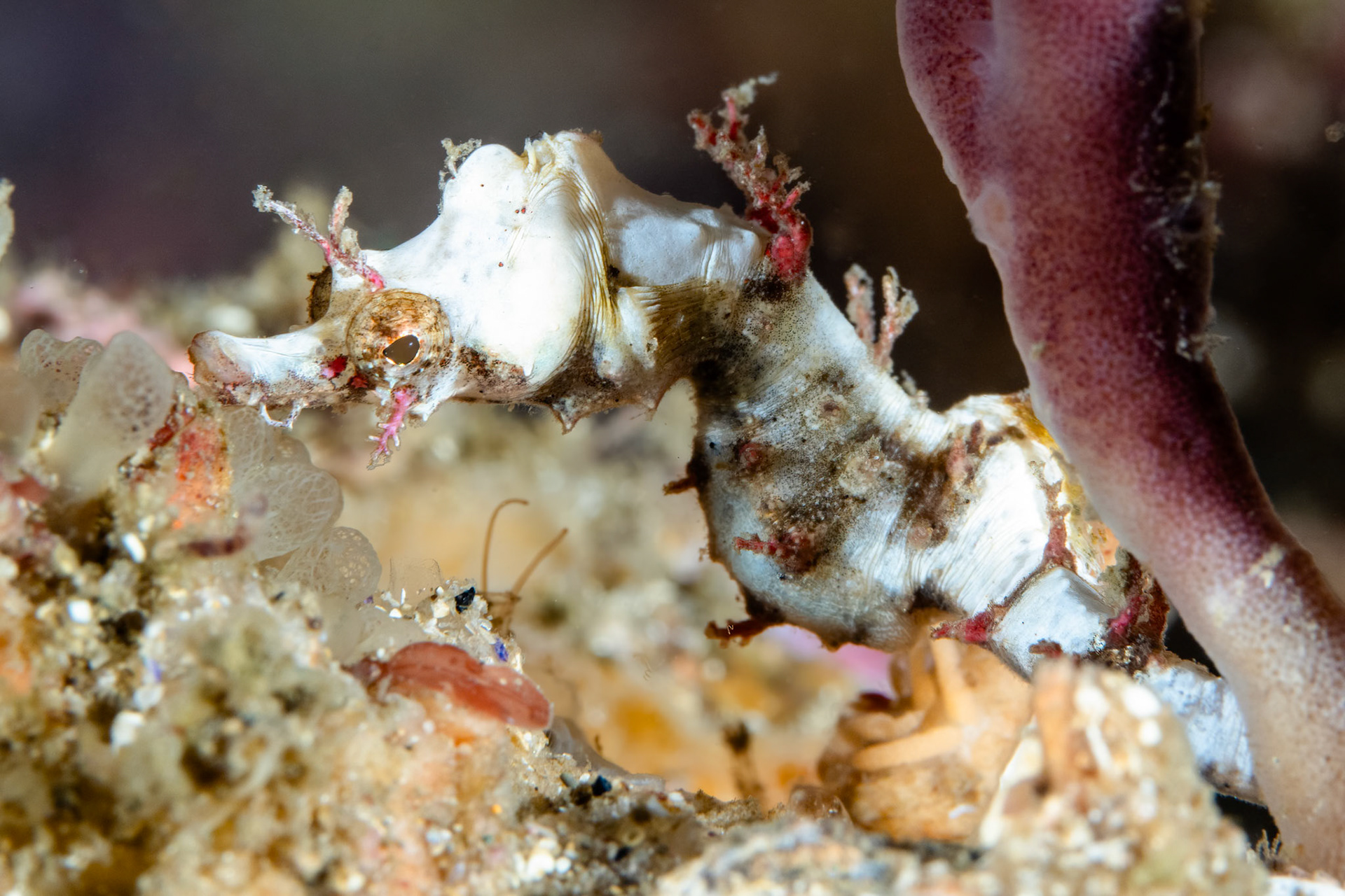Pygmy Pipehorse (Idiotropiscis lumnitzeri) Sydney, Australia Depth -12.0 m Temp 15deg1/125 sec f/13 ISO 200