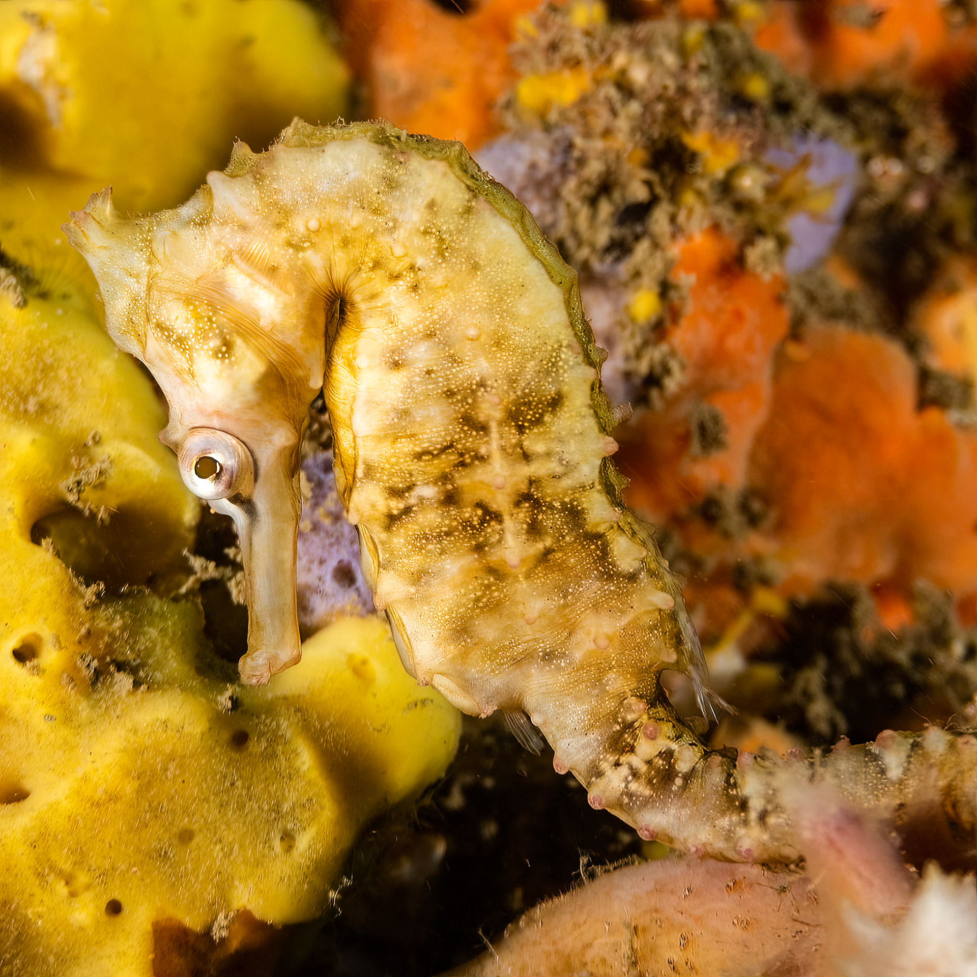 White's Seahorse (Hippocampus whitei) Sydney, Australia Depth -7.0 m Temp 19deg1/100 sec f/4 ISO 100