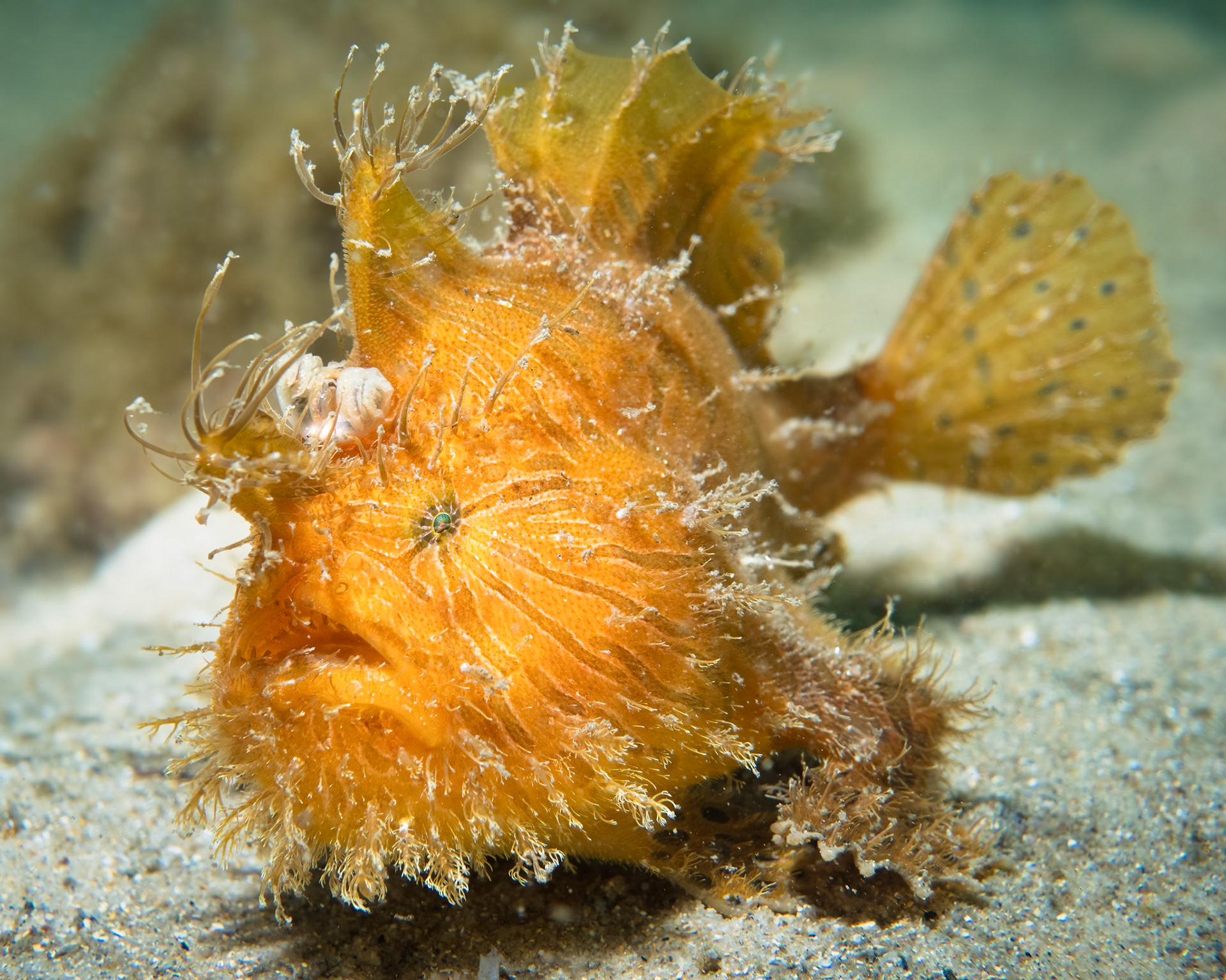 Striate Anglerfish (Antennarius striatus) Sydney, Australia ¹⁄₂₅₀ sec at ƒ / 7.1, ISO-200 Depth -7.0 m Temp 22deg