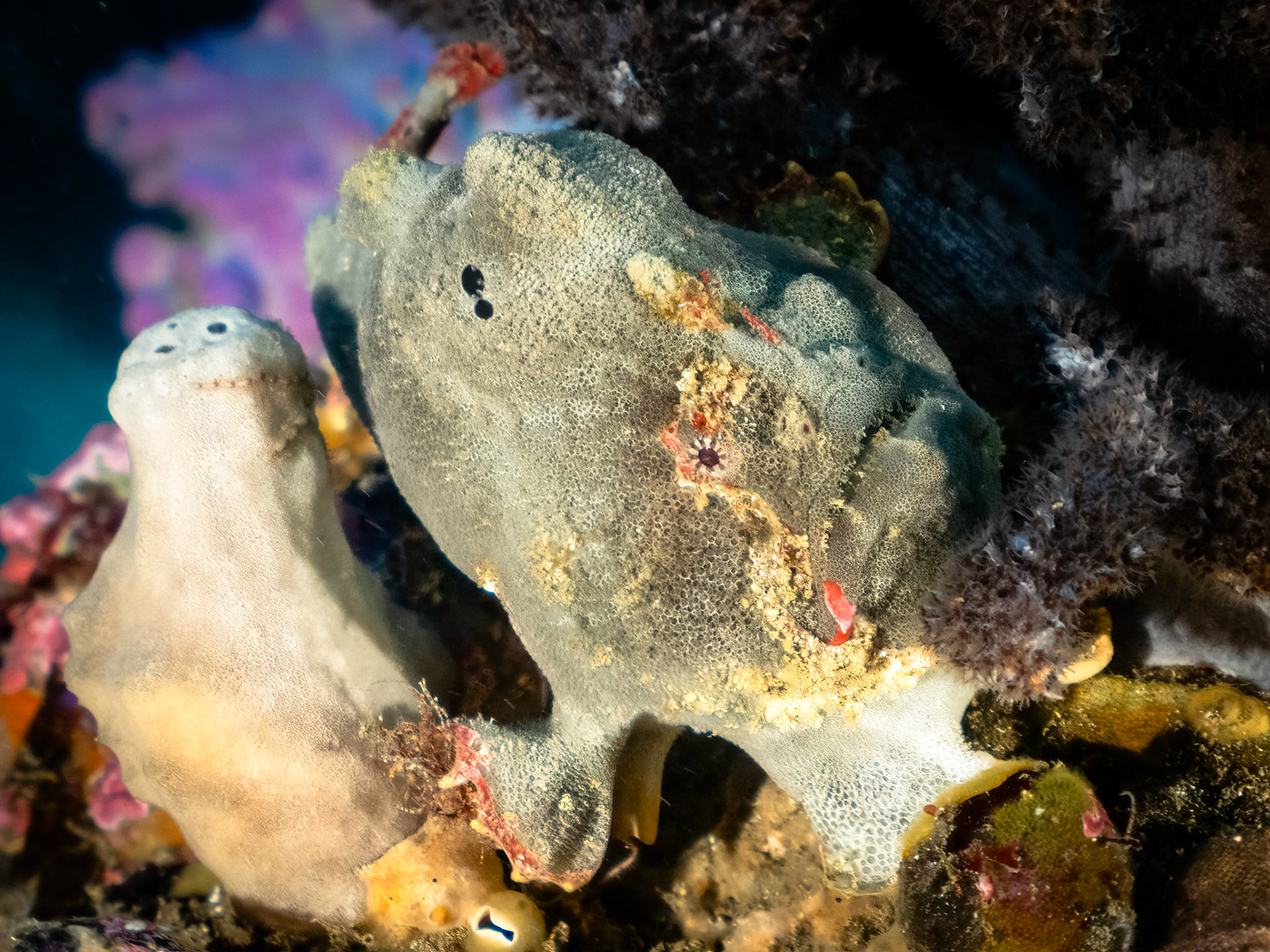 Red-fingered Anglerfish (Porophryne erythrodactylus) Sydney, Australia Depth -13.0 m Temp 15deg1/80 sec f/6.3 ISO 1000