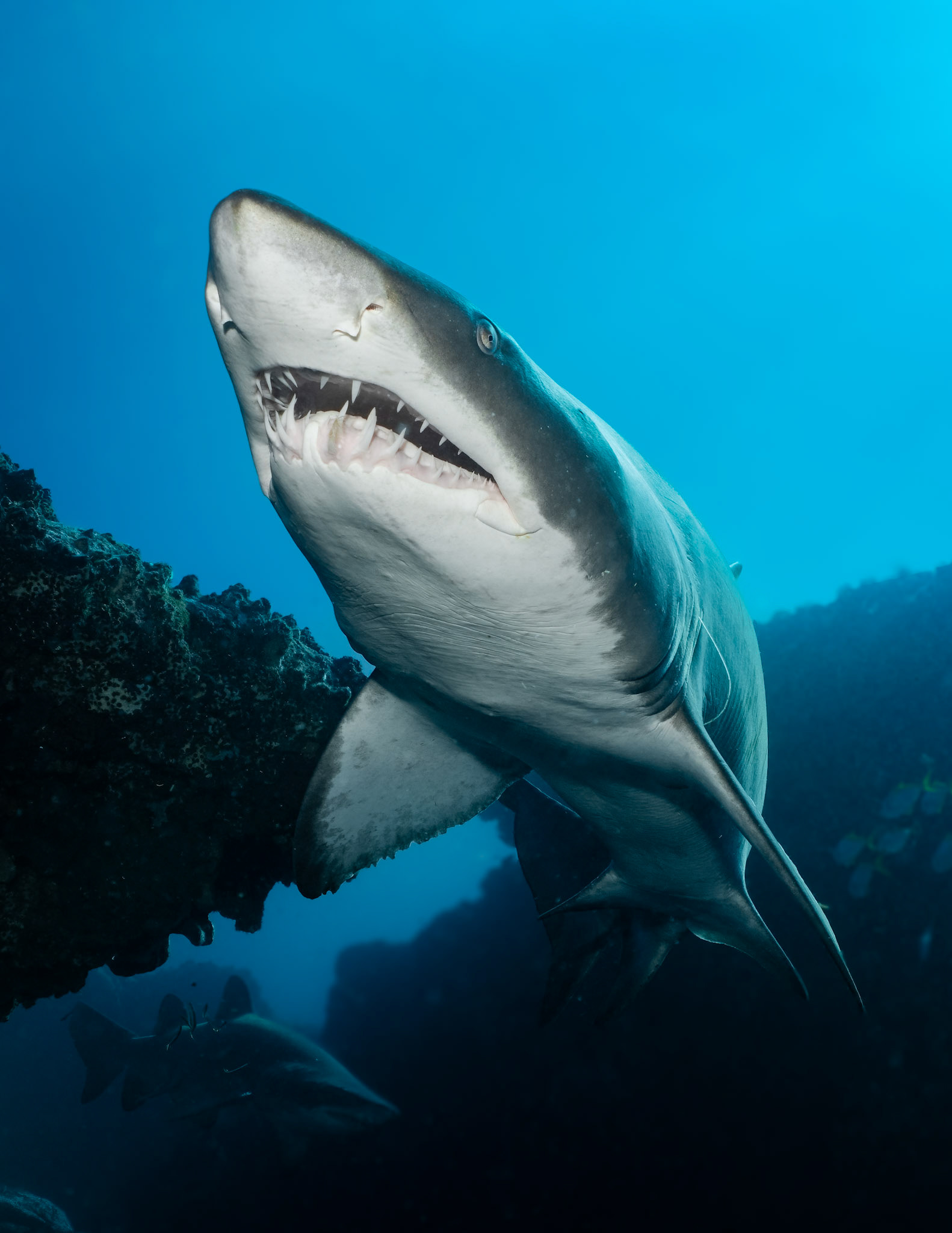 Greynurse Shark (Carcharias taurus Rafinesque) Sydney, Australia Depth -10.0 m Temp 21deg1/200 sec f/6.3 ISO 200