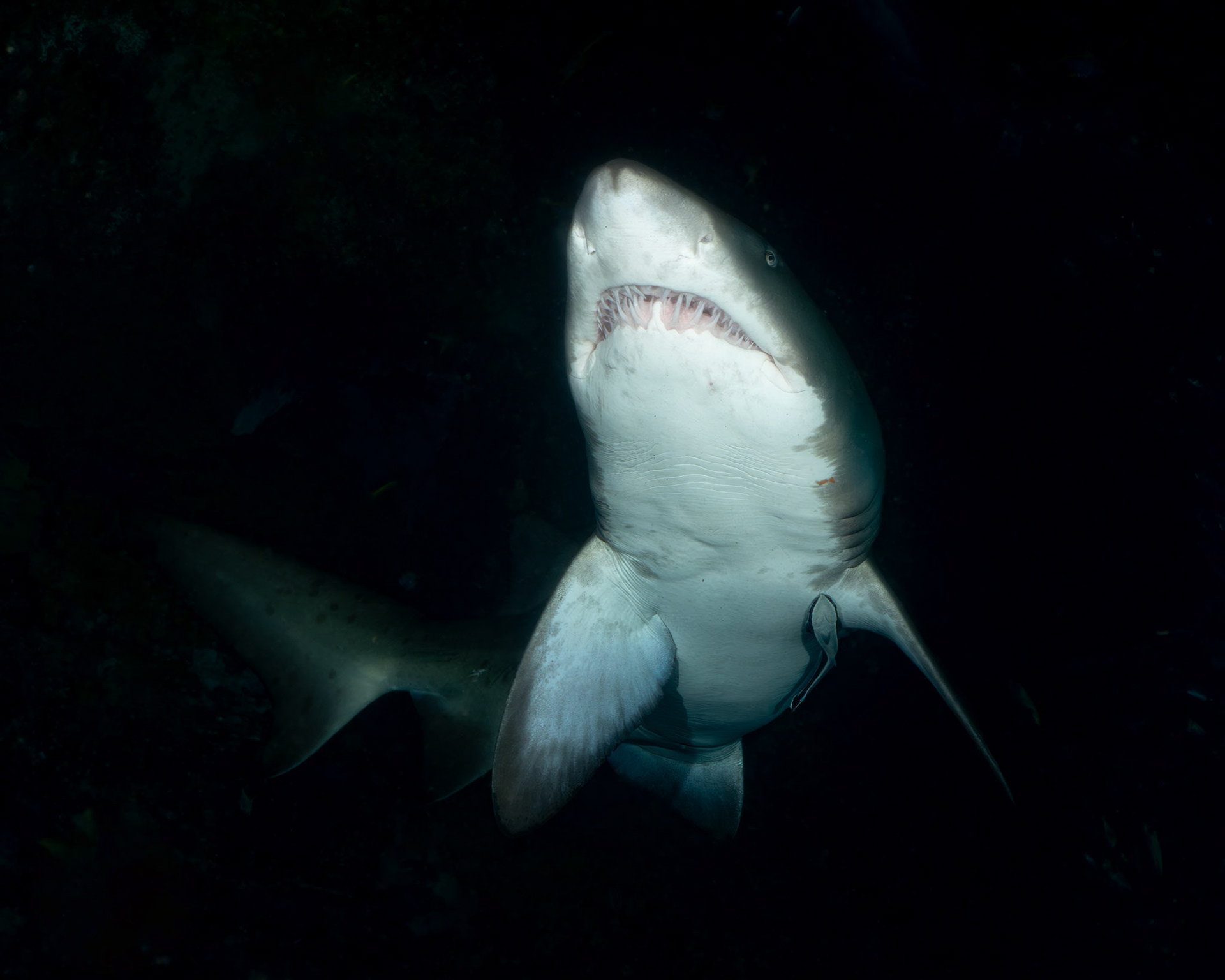 Greynurse Shark (Carcharias taurus Rafinesque) Sydney, Australia Depth -13.0 m Temp 16deg1/100 sec f/7.1 ISO 200