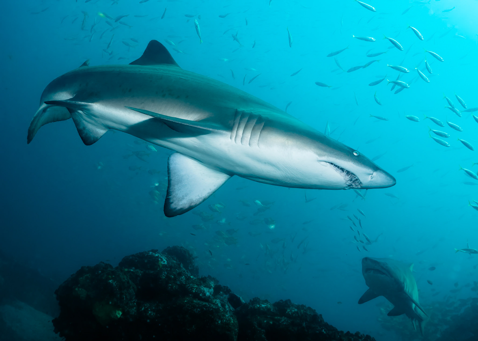 Greynurse Shark (Carcharias taurus Rafinesque) Sydney, Australia ¹⁄₁₂₅ sec at ƒ / 7.1, ISO-200 Depth -12.0 m Temp 22deg