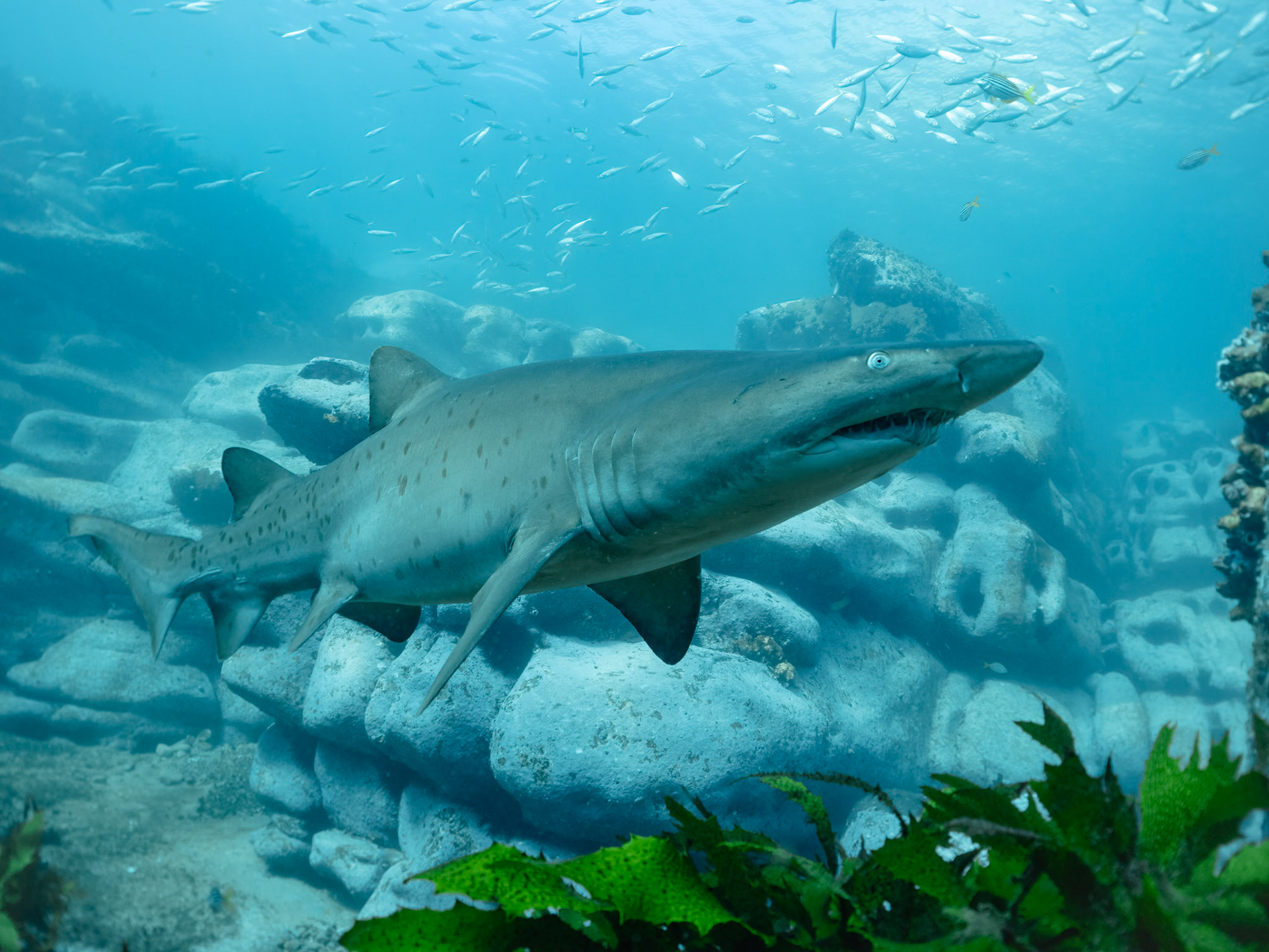 Greynurse Shark (Carcharias taurus Rafinesque) Sydney, Australia Depth -10.0 m Temp 16deg1/100 sec f/5.6 ISO 320