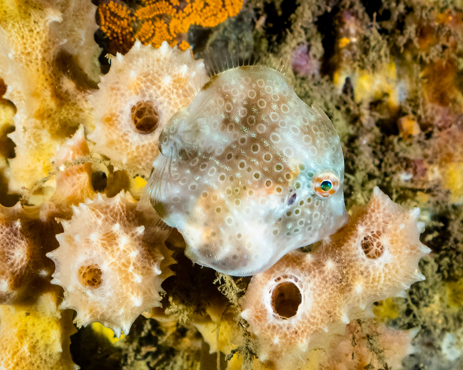 Southern Pygmy Leatherjacket (Brachaluteres jacksonianus) Sydney, Australia ¹⁄₅₀ sec at ƒ / 7.1, ISO-1250 Depth -8.0 m Temp 17deg