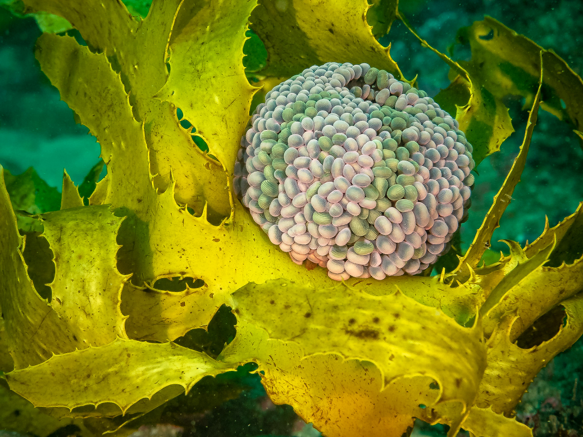 Swimming anemone (Phlyctenactis tuberculosa)Sydney, Australia¹⁄₁₀₀ sec at ƒ / 6.3, ISO-1000Depth -21.0 mTemp 20deg