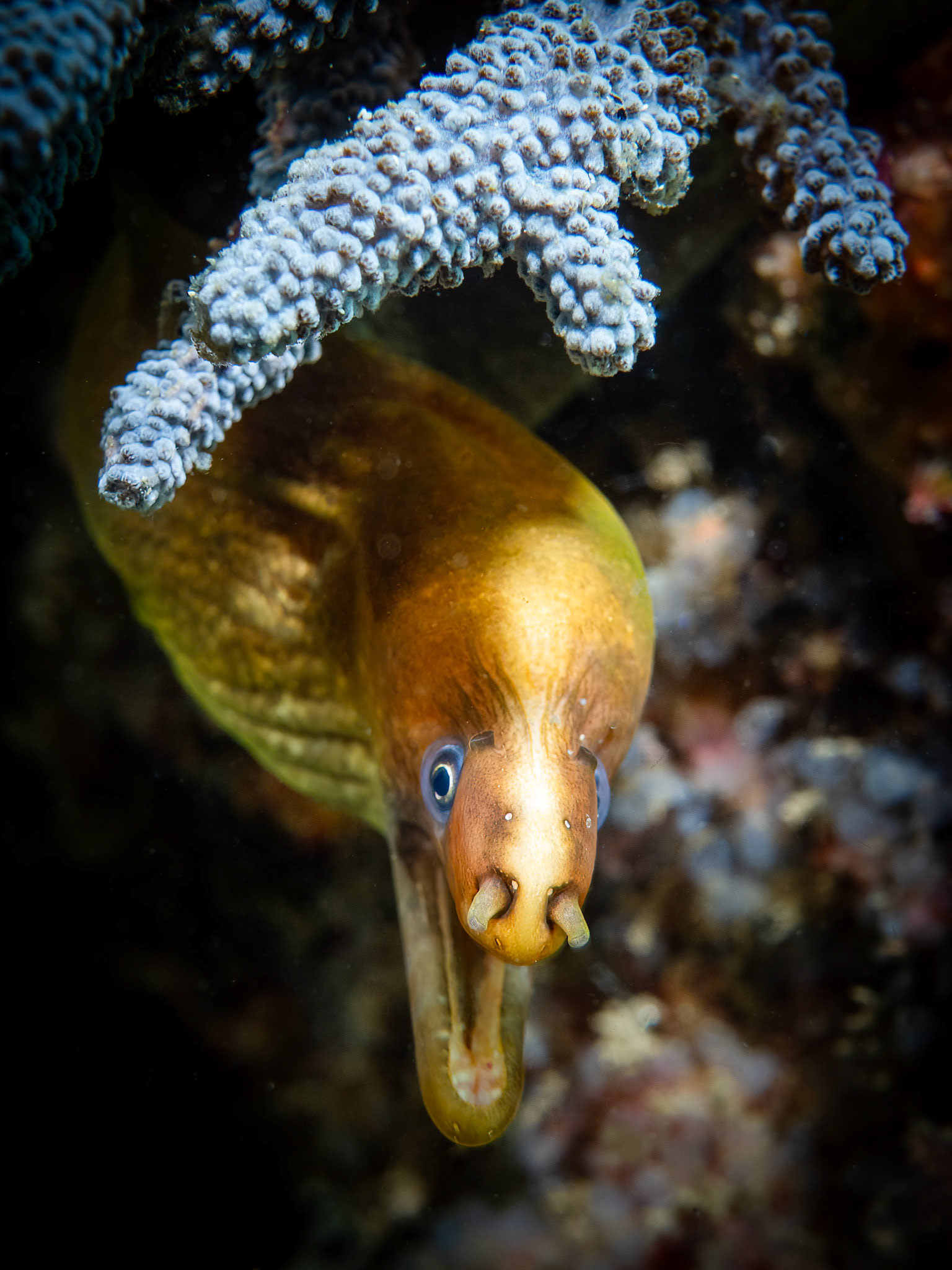 Green Moray (Gymnothorax prasinus) Sydney, Australia ¹⁄₁₆₀ sec at ƒ / 8.0, ISO-200 Depth -10.0 m Temp 16deg