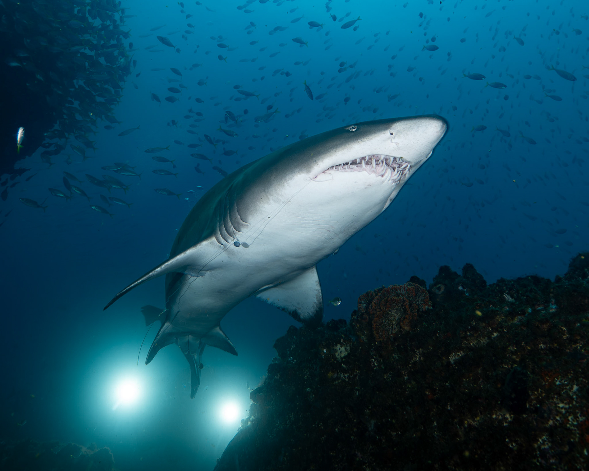 Greynurse Shark (Carcharias taurus Rafinesque) Long Reef, Sydney, Australia Depth -15.0 m Temp 22deg1/80 sec f/5.6 ISO 200
