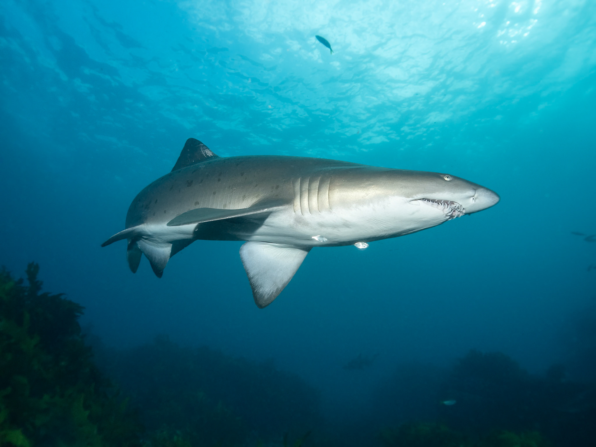 Greynurse Shark (Carcharias taurus Rafinesque) Sydney, Australia Depth -6.0 m Temp 22deg1/200 sec f/7.1 ISO 200