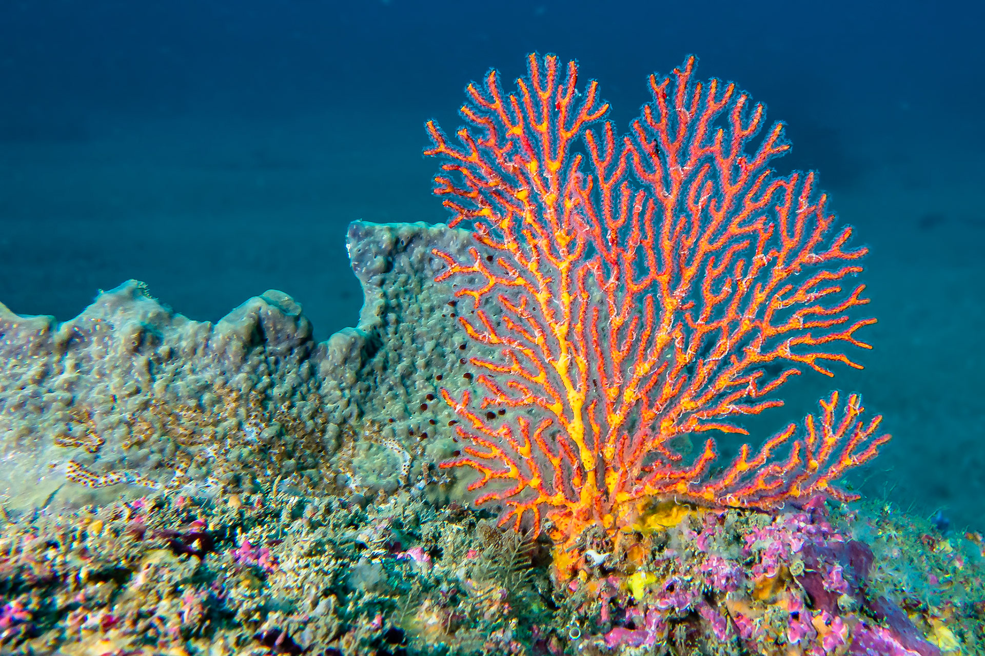 Zimmer's sea fan (Melithaea zimmeri)Sydney, Australia¹⁄₃₀ sec at ƒ / 5.0, ISO-200Depth -20.0 mTemp 17deg.
