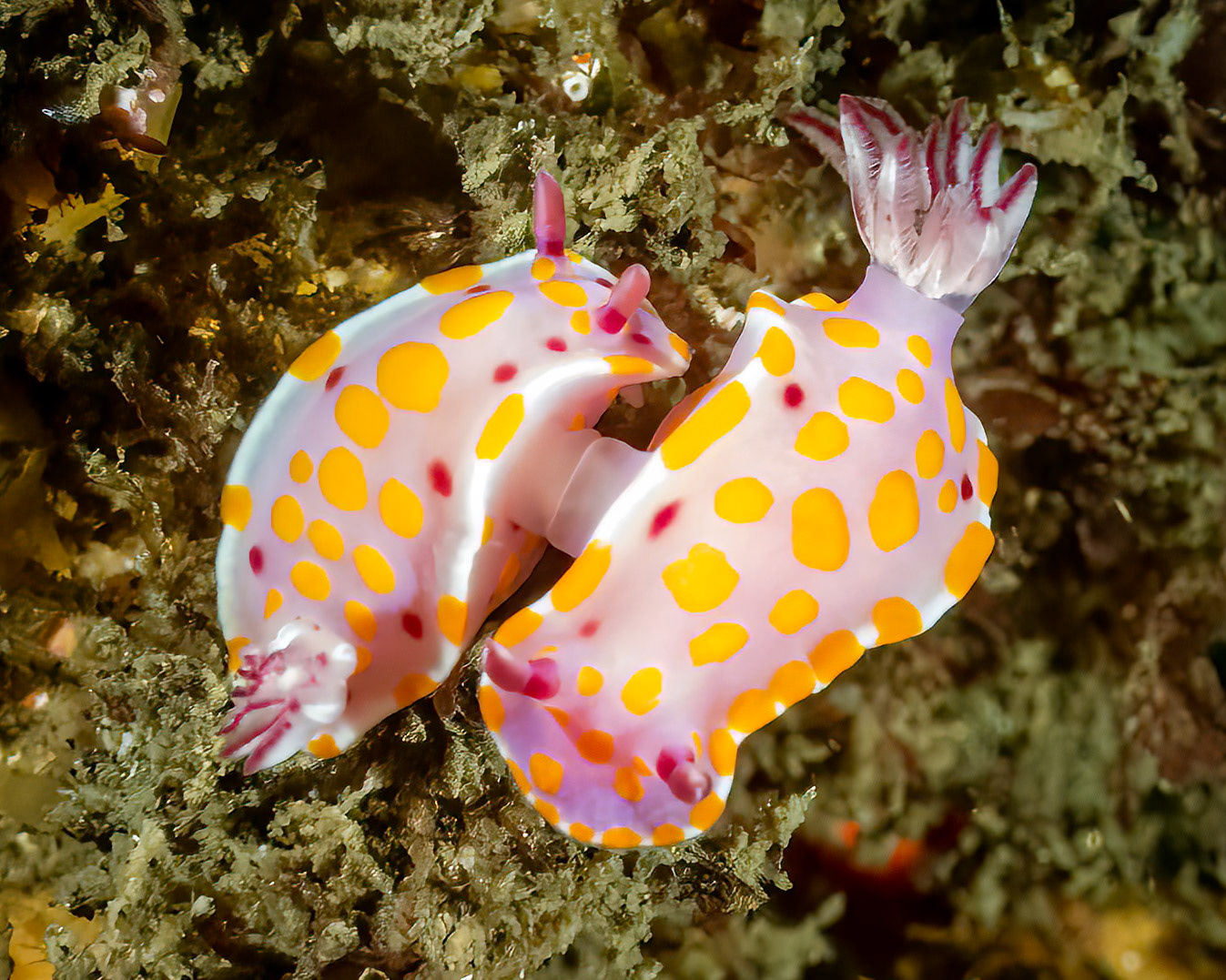 Clown Nudibranch (Ceratosoma ameonum) Sydney, Australia Depth -14.0 m Temp 22deg.1/80 sec f/11 ISO 2000