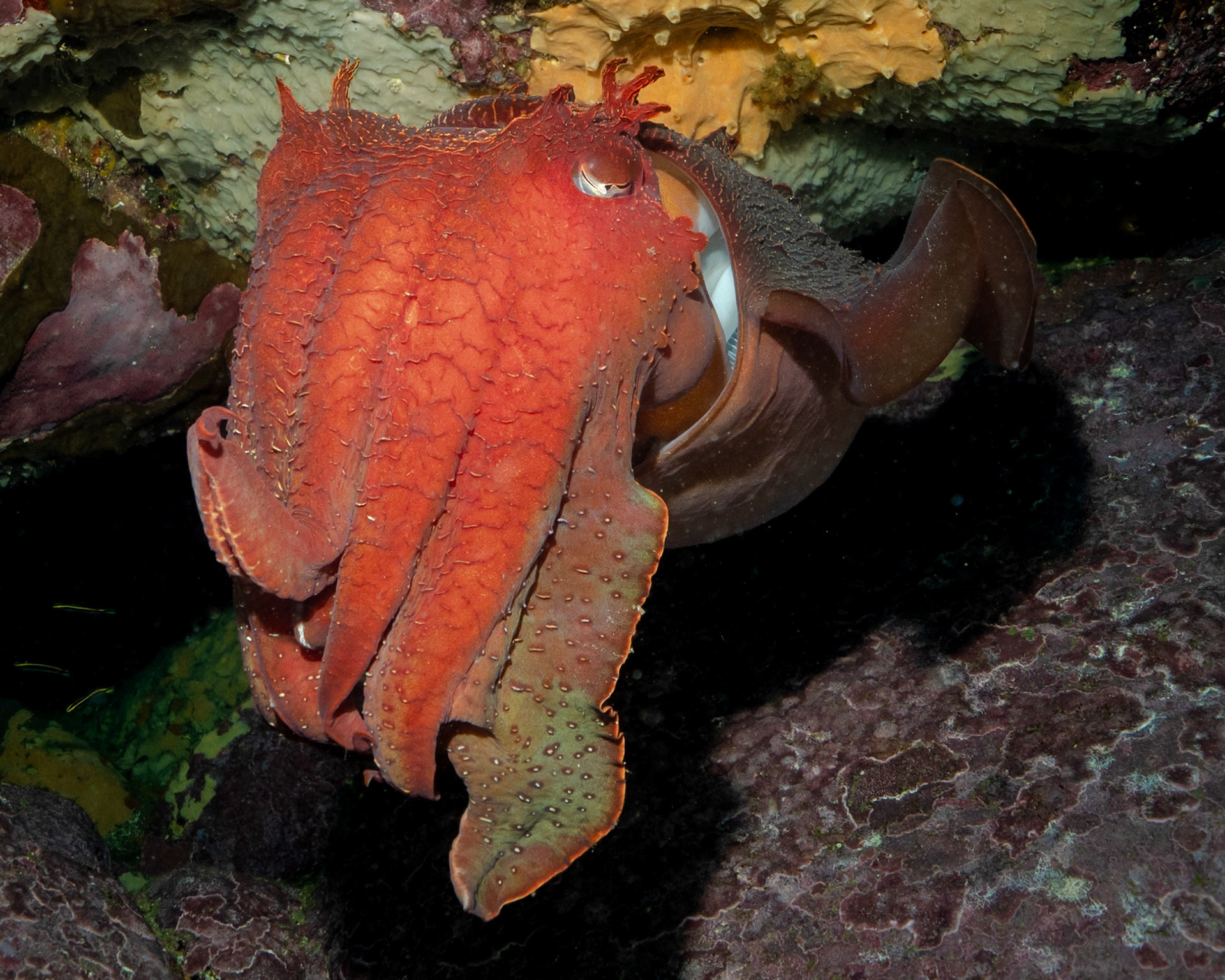 Giant Cuttlefish (Ascarosepion apama) Sydney, Australia ¹⁄₁₆₀ sec at ƒ / 9.0, ISO-200 Depth -17.0 m Temp 20deg
