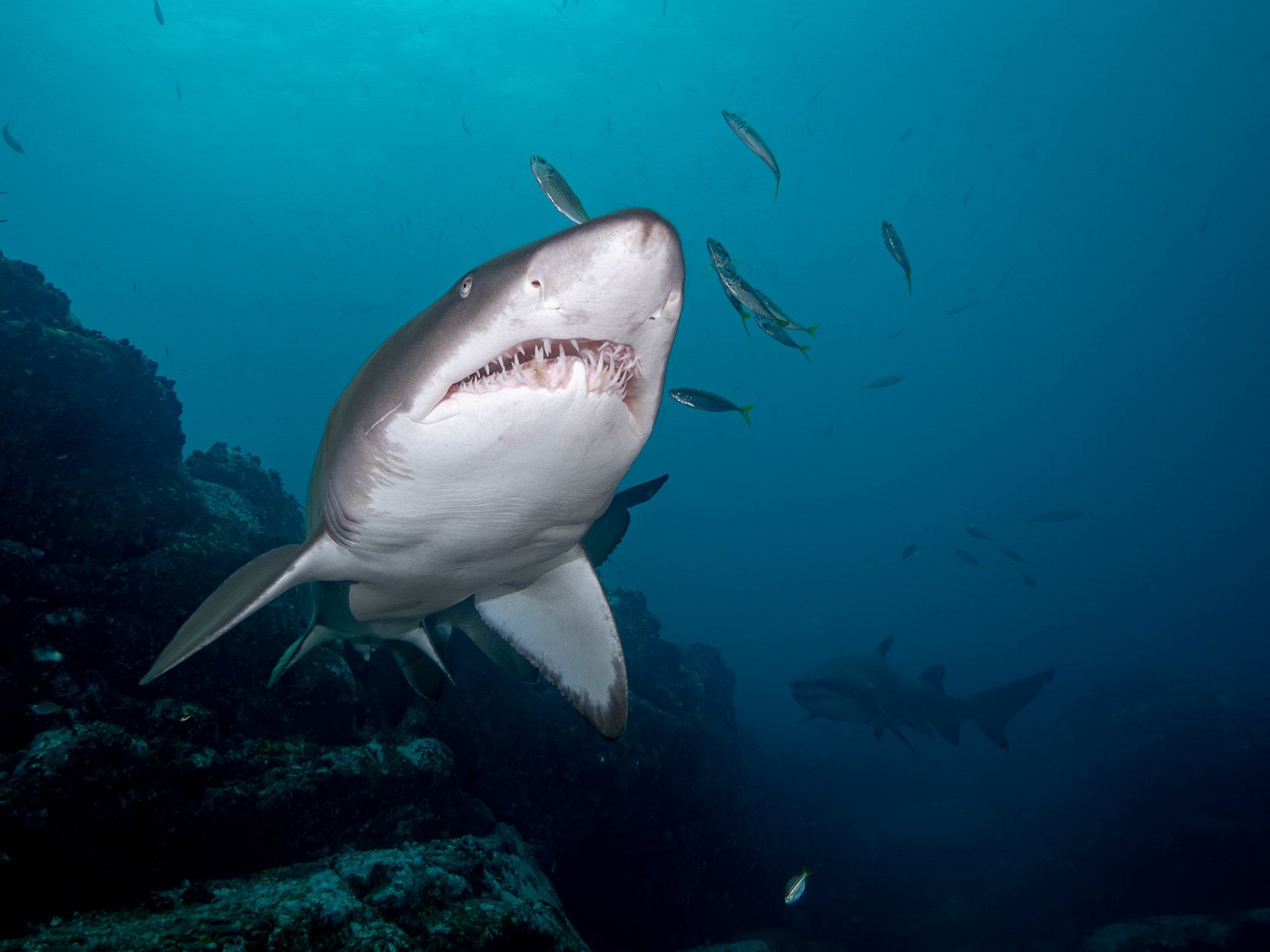 Greynurse Shark (Carcharias taurus Rafinesque) Long Reef, Sydney, Australia Depth -13.0 m Temp 22deg1/80 sec f/7.1 ISO 200