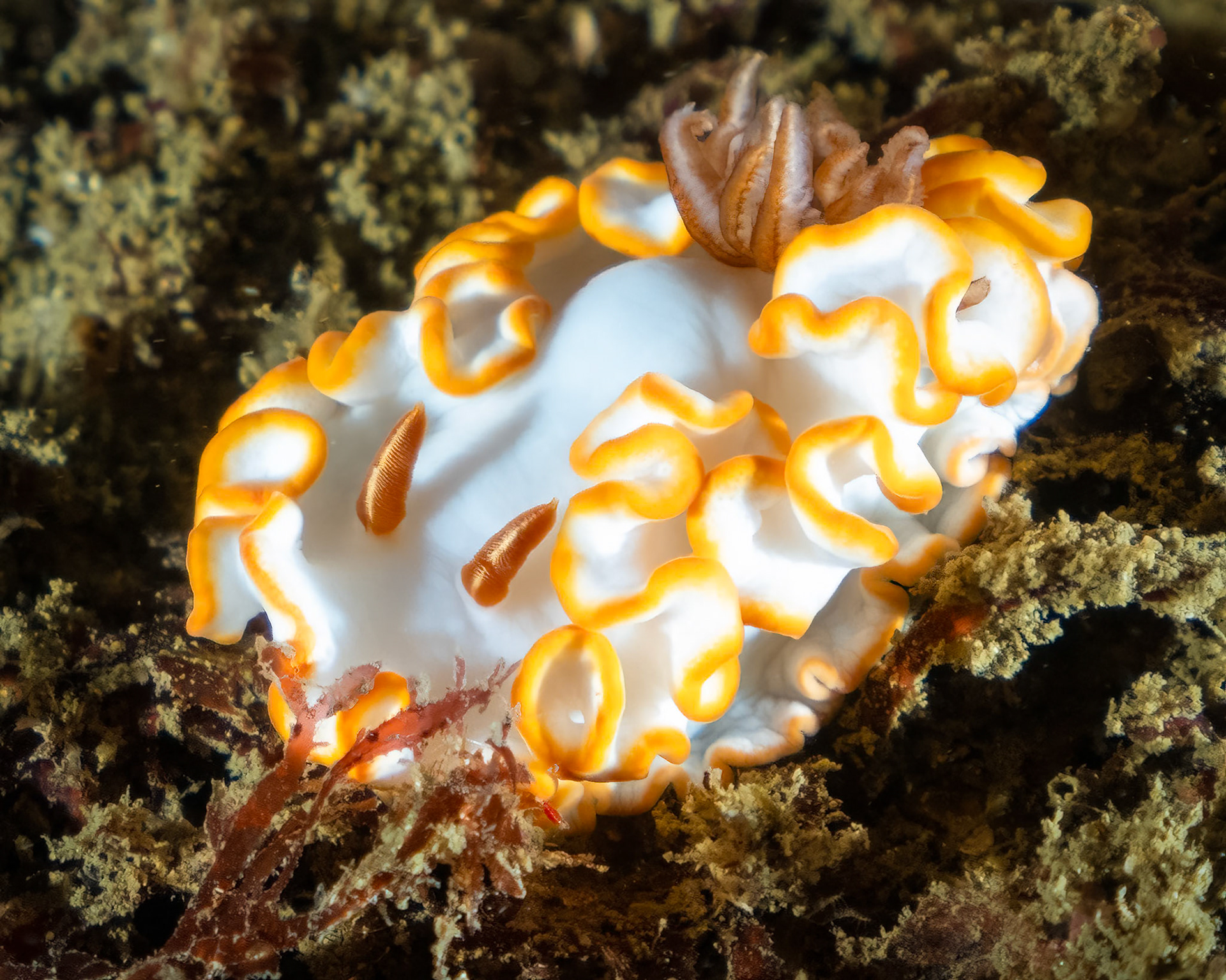 Orange Trim Nudibranch (Ardeadoris averni) Sydney, Australia Depth -25.0 m Temp 18deg1/125 sec f/6.3 ISO 640