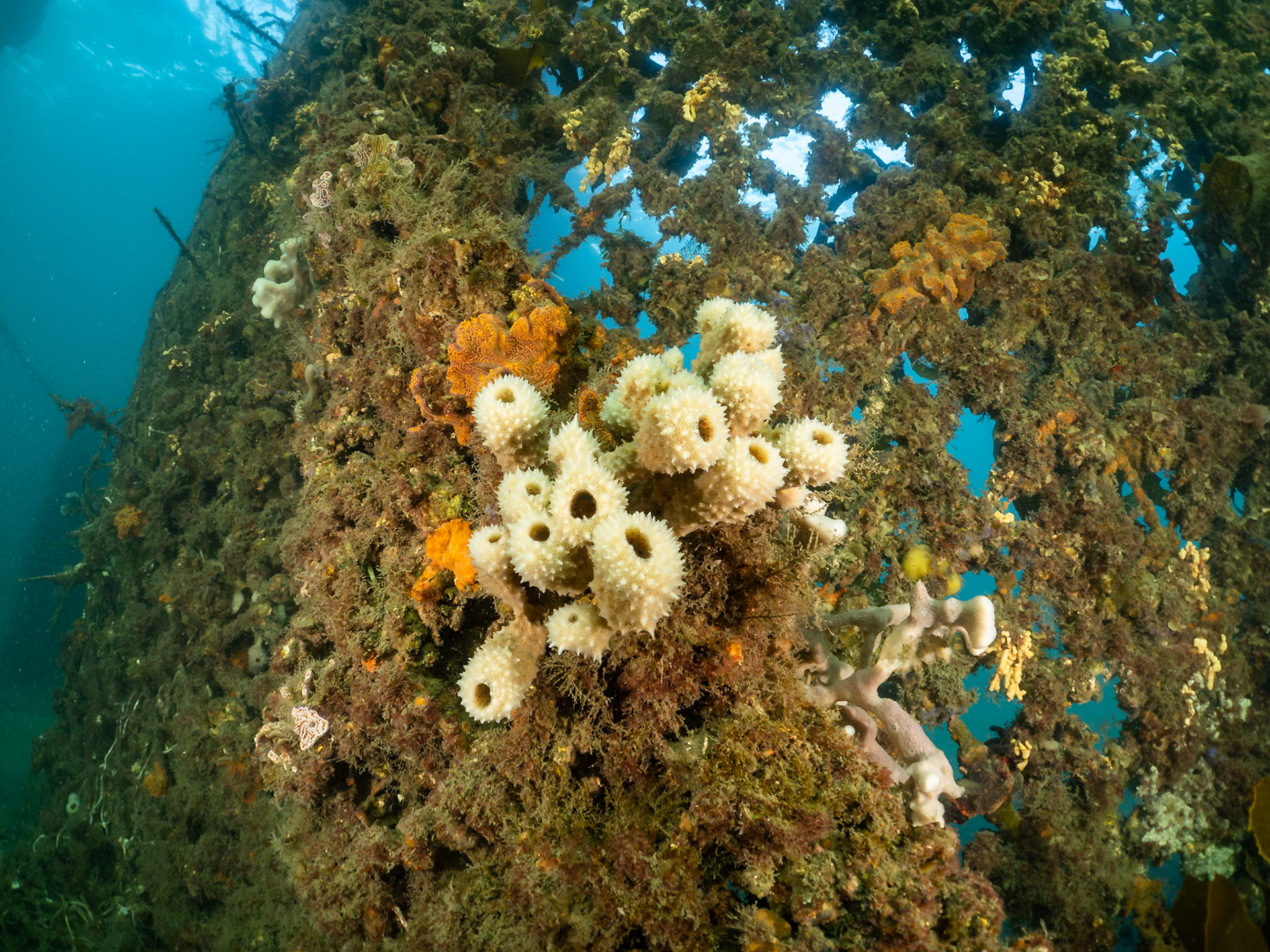 Sydney, Australia¹⁄₅₀ sec at ƒ / 7.1, ISO-1000Depth -2.0 mTemp 18deg