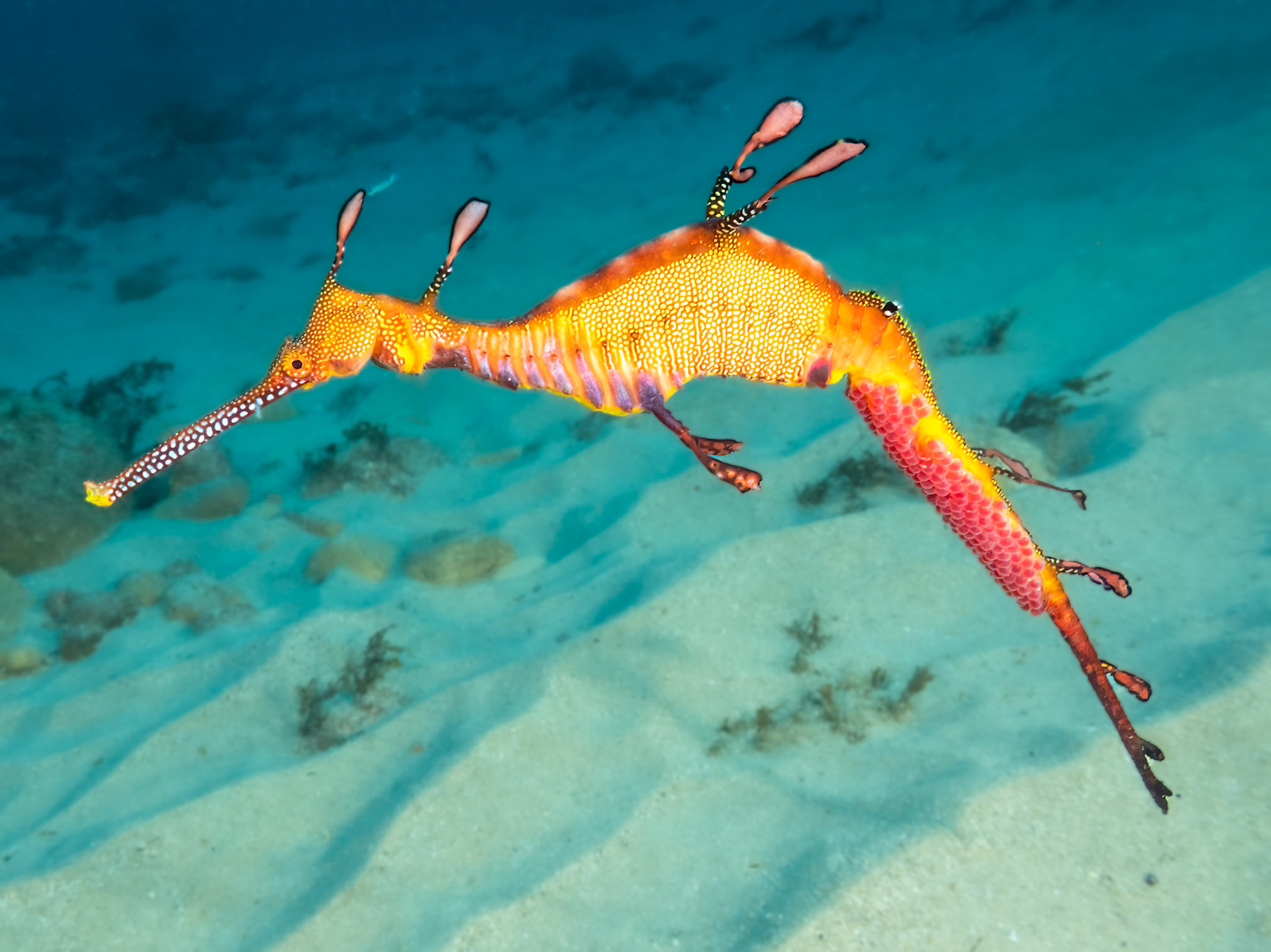 Weedy Sea Dragons (Phyllopteryx taeniolatus) Sydney, Australia ¹⁄₁₀₀ sec at ƒ / 8.0, ISO-640 Depth -24.0 m Temp 17deg