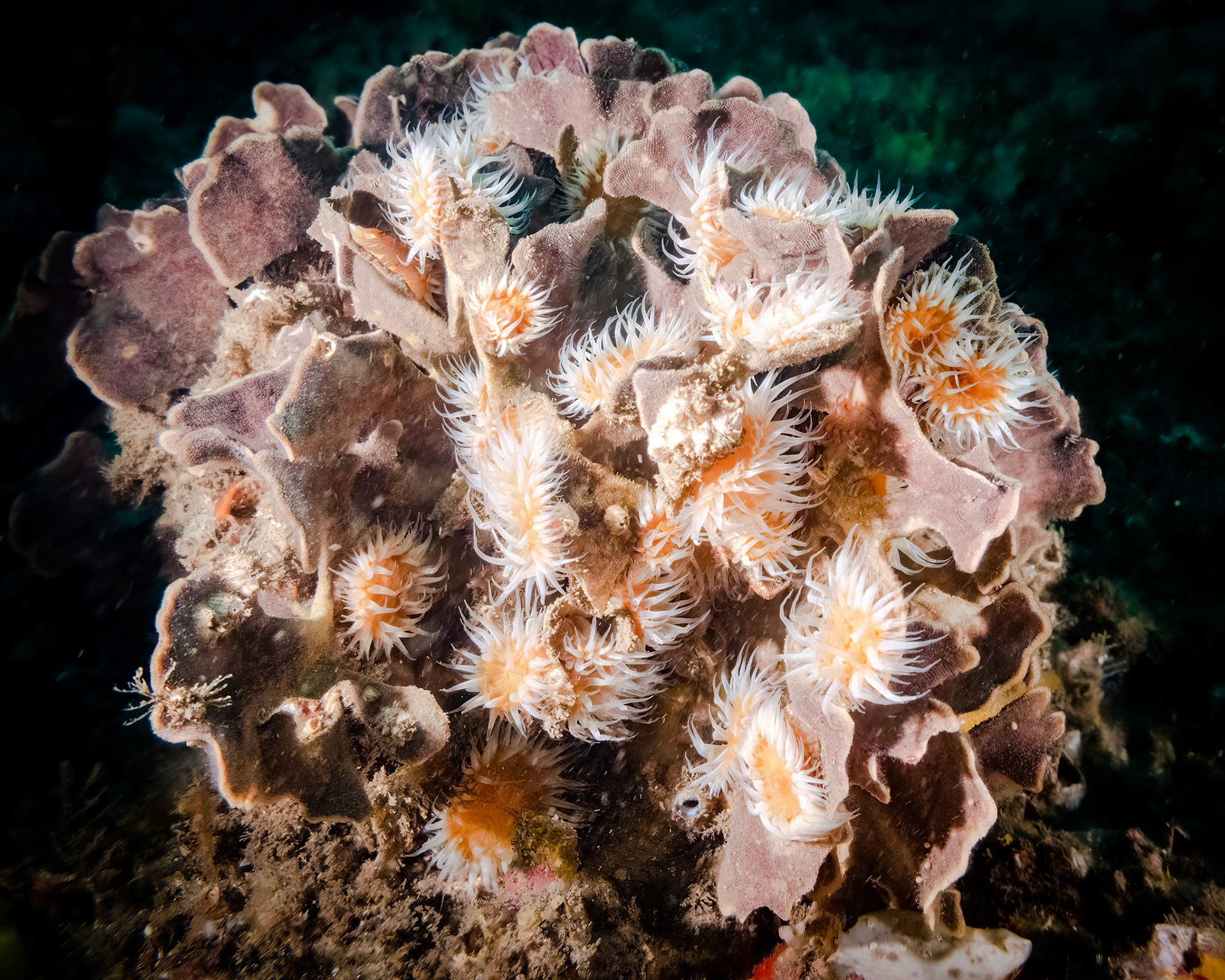 White-striped Anemone(Anthothoe albocincta)Sydney, Australia¹⁄₁₀₀ sec at ƒ / 7.1, ISO-2500Depth -21.0 mTemp 16deg