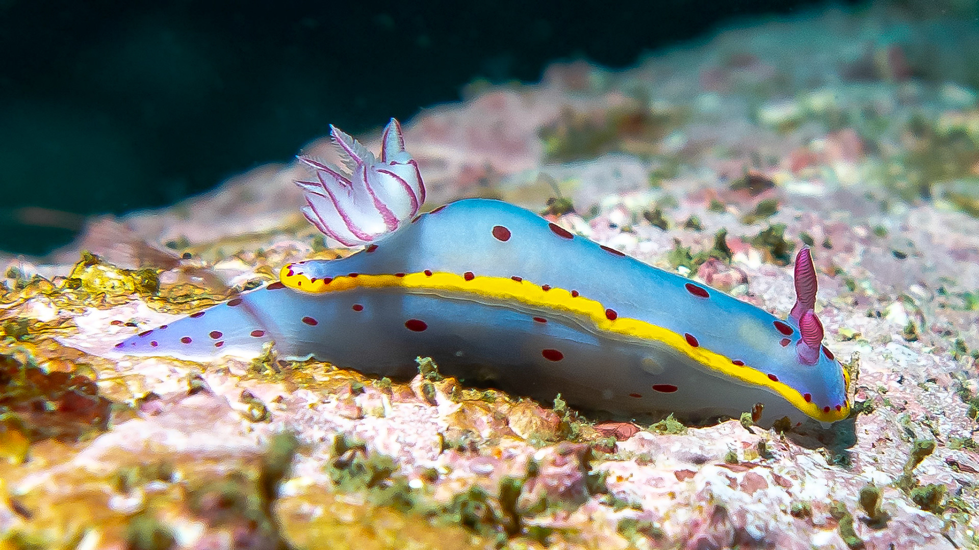 Bennett's Nudibranch (Hypseldoris bennetti) Sydney, Australia ¹⁄₃₂₀ sec at ƒ / 4.0, ISO-125 Depth -17.0 m Temp 20deg