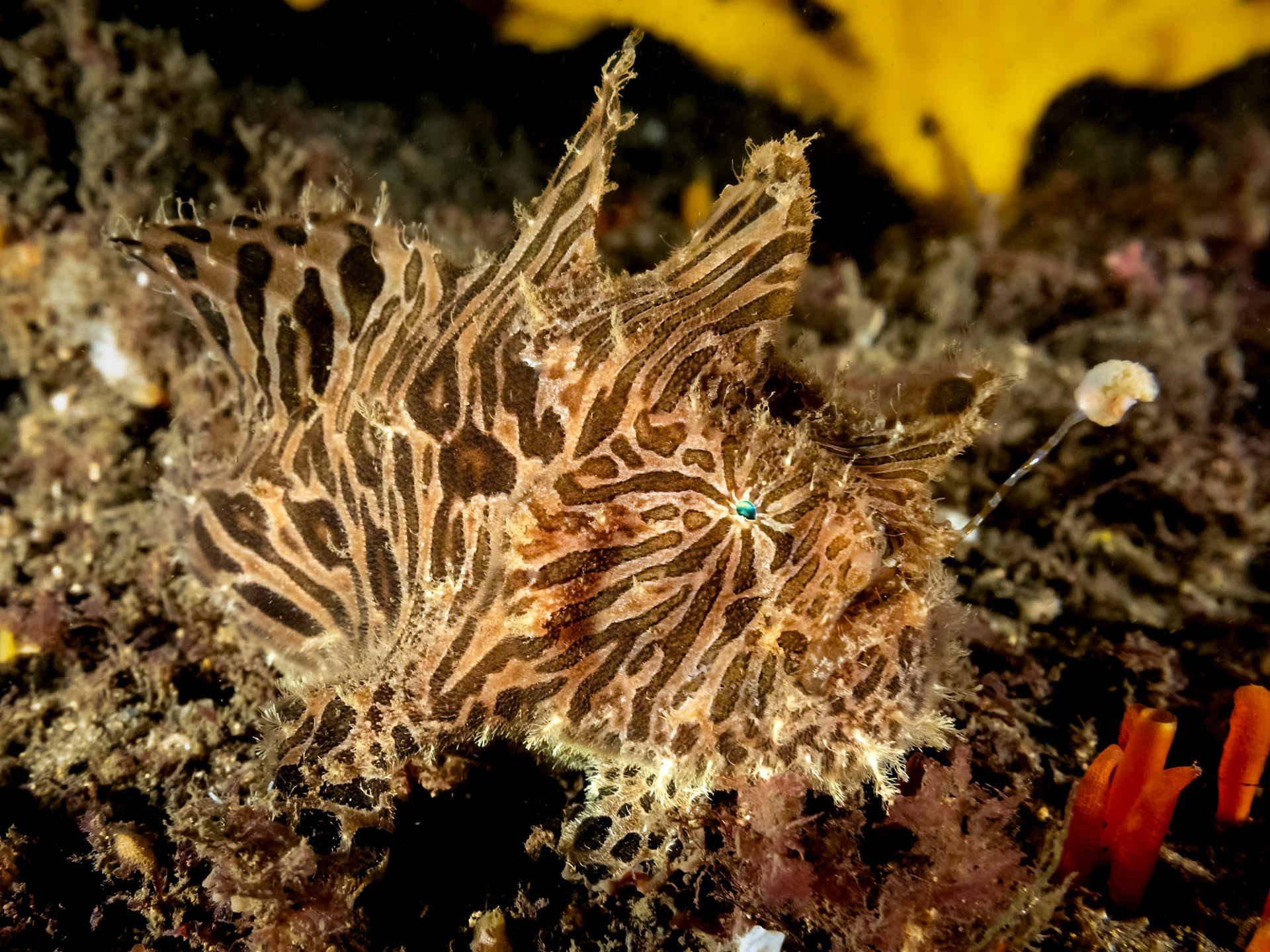 Striate Anglerfish (Antennarius striatus) Sydney, Australia Depth -14.0 m Temp 22deg1/80 sec f/7.1 ISO 1250