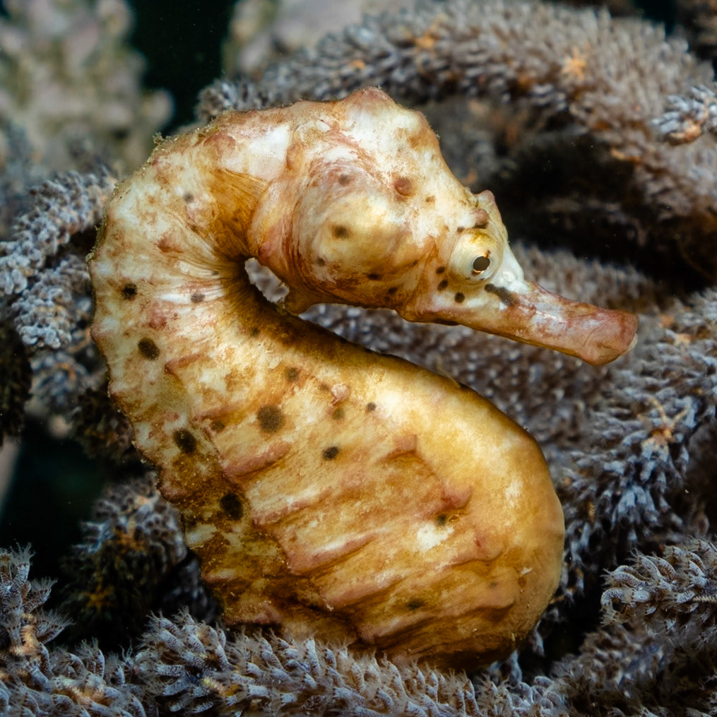 Bigbelly Seahorse (Hippocampus abdominalis) Sydney, Australia Depth -11.0 m Temp 15deg1/200 sec f/7.1 ISO 200