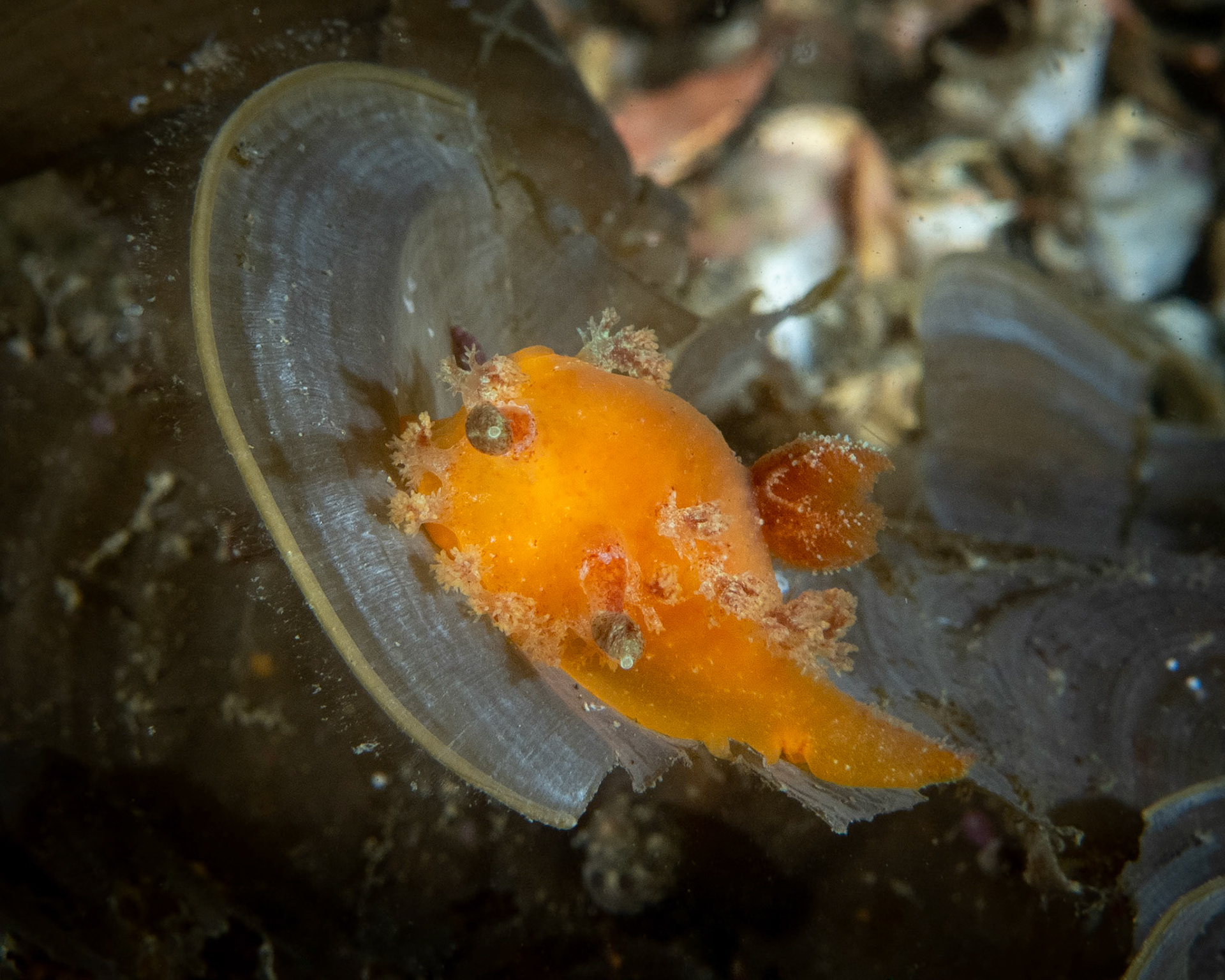 Tasselled Nudibranch (Kaloplocamus ramosus) Sydney, Australia Depth -7.0 m Temp 19deg1/125 sec f/9 ISO 200