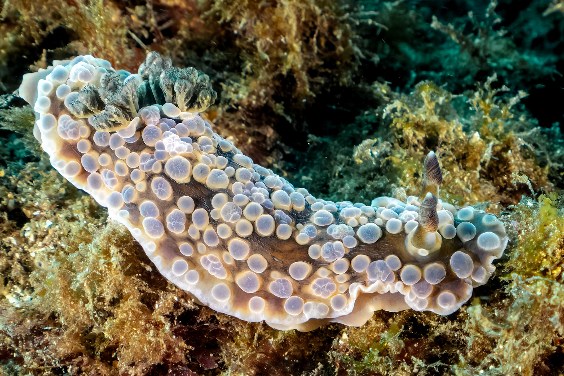 Gem Doris (Dendrodoris krusensternii) Sydney, Australia Depth -9.0 m Temp 17deg1/80 sec f/8 ISO 800