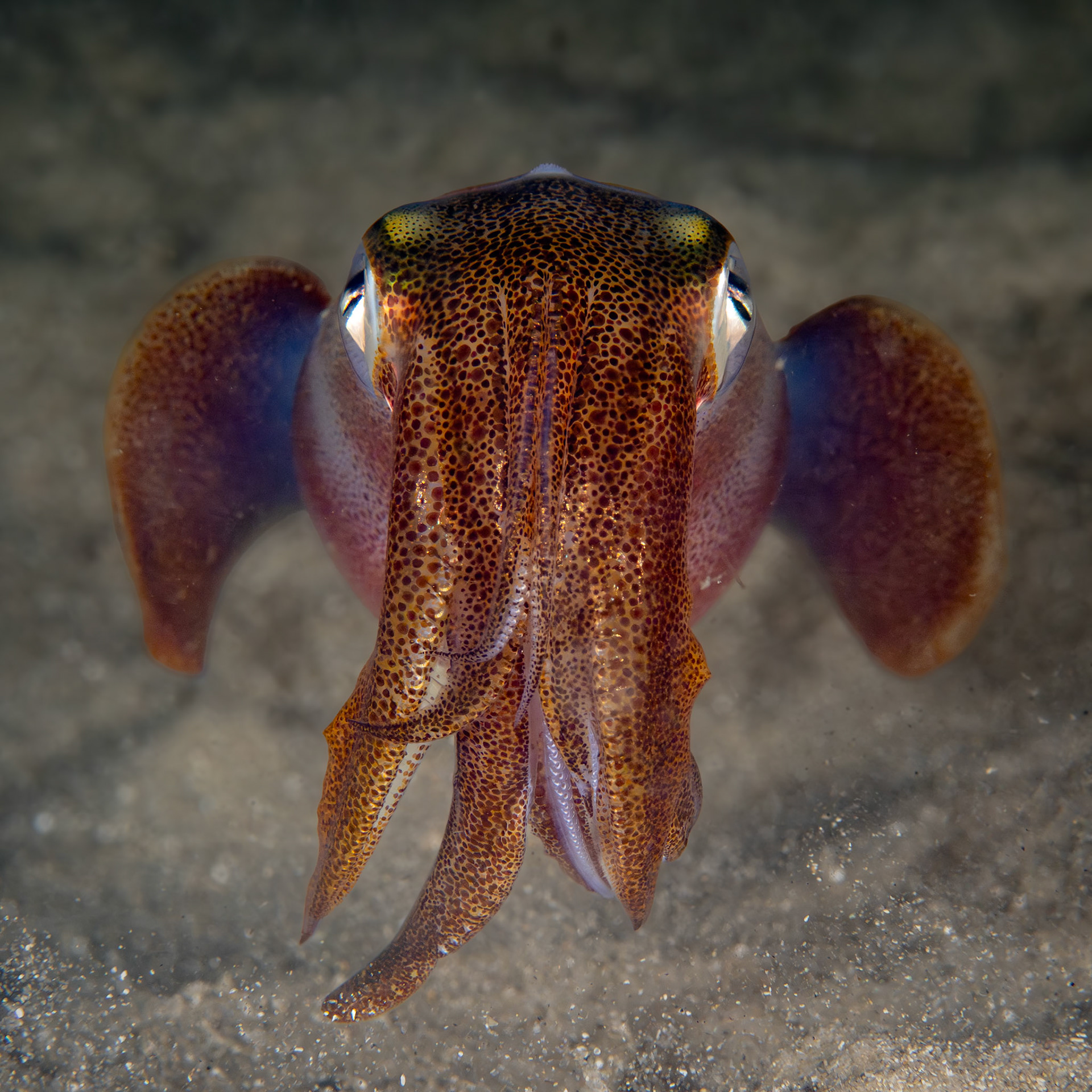 Southern Calamari Squid (Sepioteuthis australis) Sydney, Australia Depth -7.0 m Temp 19deg1/160 sec f/8 ISO 200
