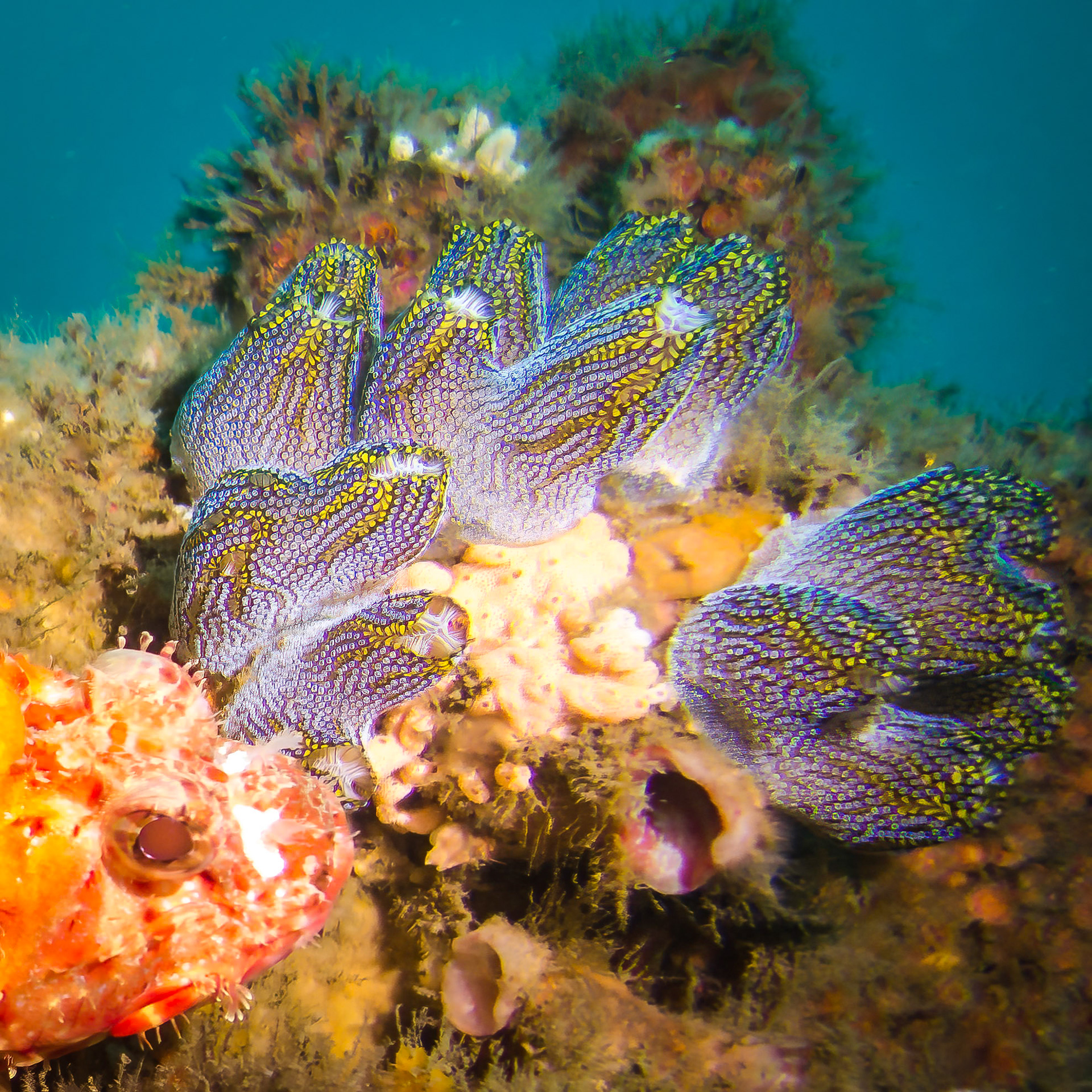 Magnificent Ascidian (Botrylloides magnicoecum)Terrigal, Australia¹⁄₁₀₀ sec at ƒ / 1.8, ISO-80Depth -22.0 mTemp 17deg