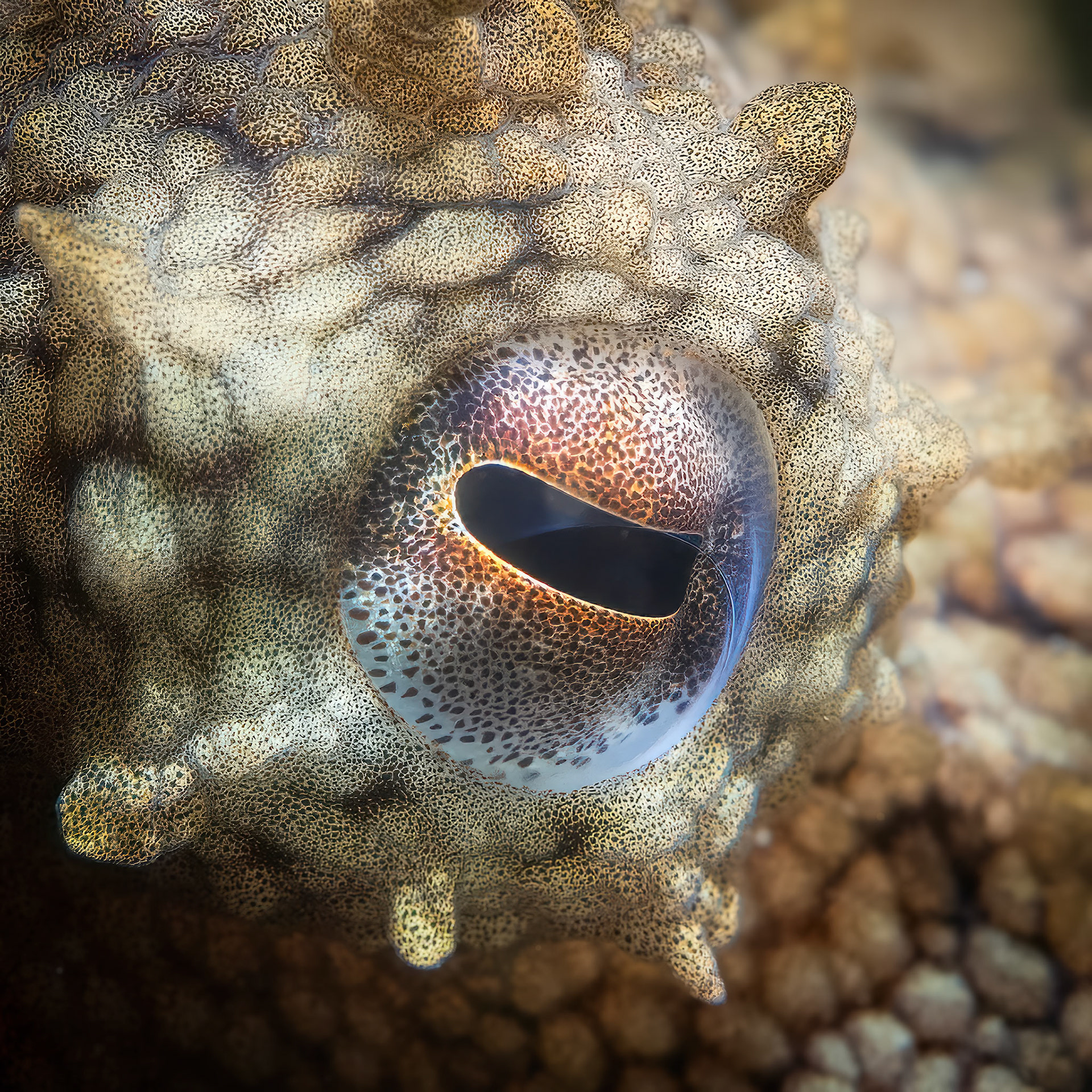 Gloomy Octopus (Octopus tetricus) Sydney, Australia ¹⁄₁₂₅ sec at ƒ / 7.1, ISO-200 Depth -7.0 m Temp 20deg
