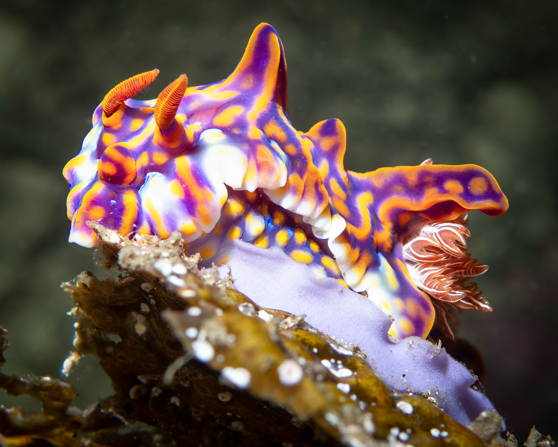 Ridged Nudibranch (Miamira flavicostata) Sydney, Australia ¹⁄₂₀₀ sec at ƒ / 7.1, ISO-200 Depth -13.0 m Temp 21deg