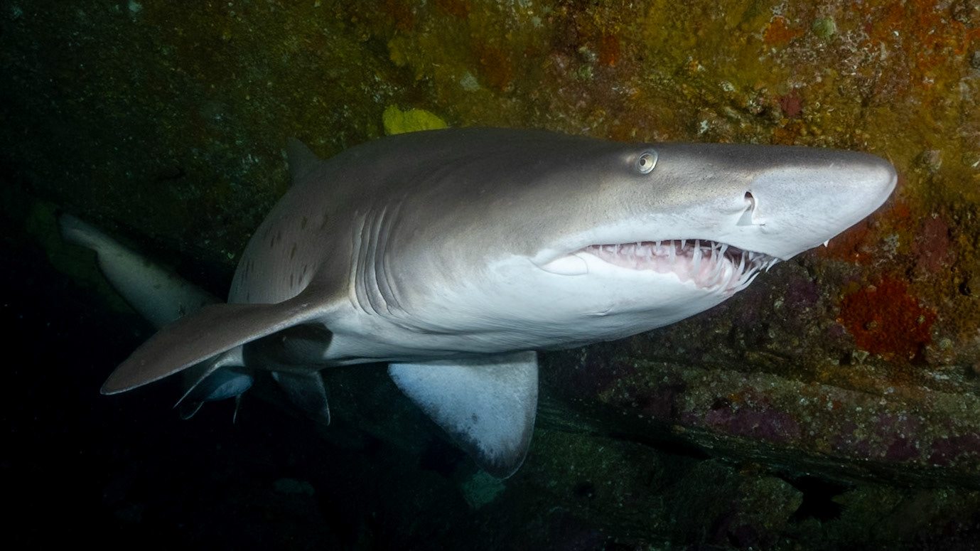 Greynurse Shark (Carcharias taurus Rafinesque) Sydney, Australia Depth -12.0 m Temp 17deg1/100 sec, f/6.3, ISO 200
