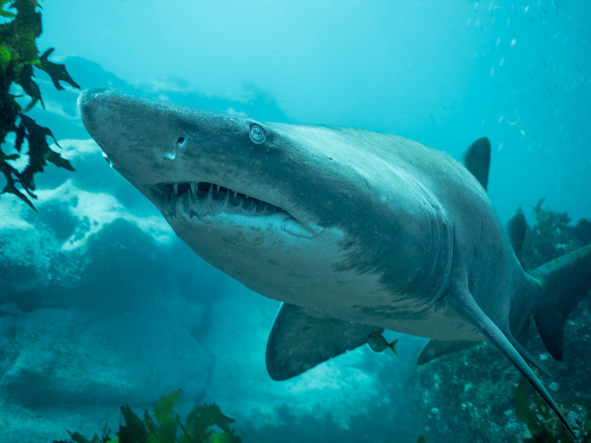 Grey Nurse Shark (Carcharias taurus Rafinesque) Sydney, Australia ¹⁄₁₀₀ sec at ƒ / 5.6, ISO-800 Depth -10.0 m Temp 16deg