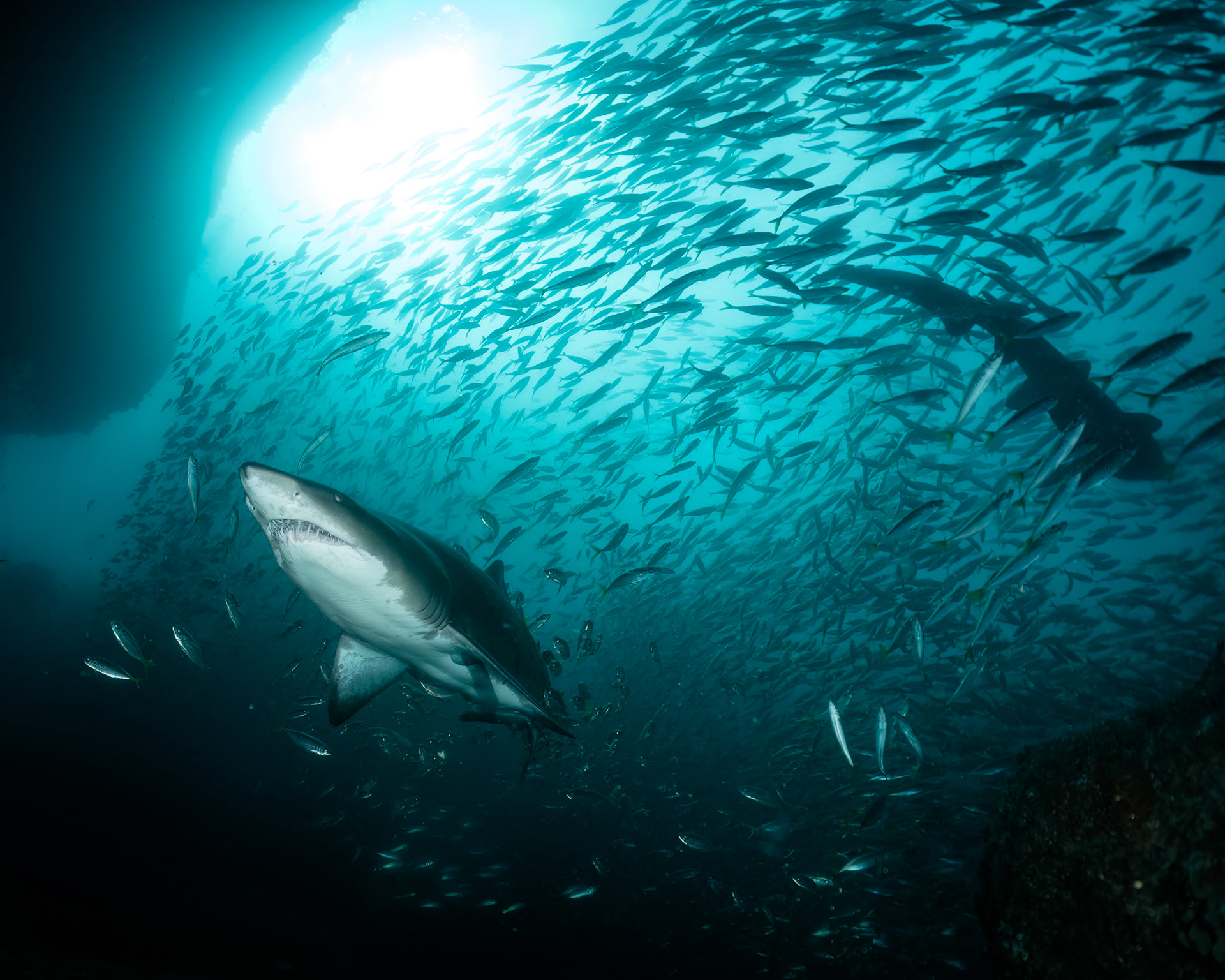 Greynurse Shark (Carcharias taurus Rafinesque) Sydney, Australia ¹⁄₁₂₅ sec at ƒ / 7.1, ISO-200 Depth -12.0 m Temp 20deg