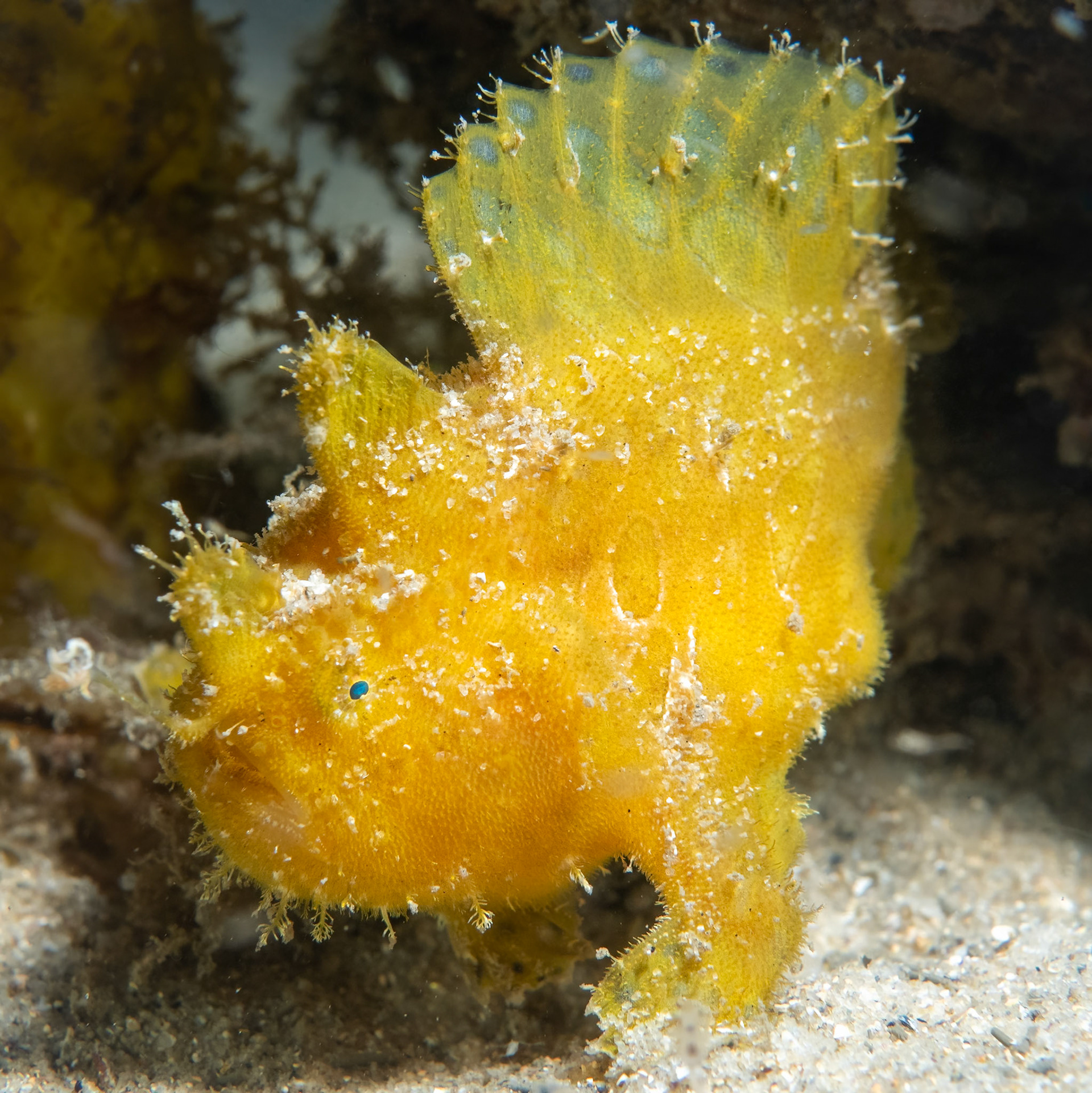 Striate Anglerfish (Antennarius striatus) Sydney, Australia ¹⁄₂₀₀ sec at ƒ / 9.0, ISO-200 Depth -4.0 m Temp 21deg