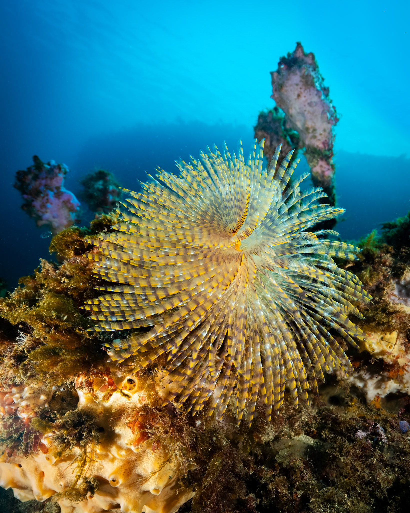 Southern Fan Worm (Sabellastarte australiensis)Sydney, Australia¹⁄₈₀ sec at ƒ / 6.3, ISO-200Depth -9.0 mTemp 17deg